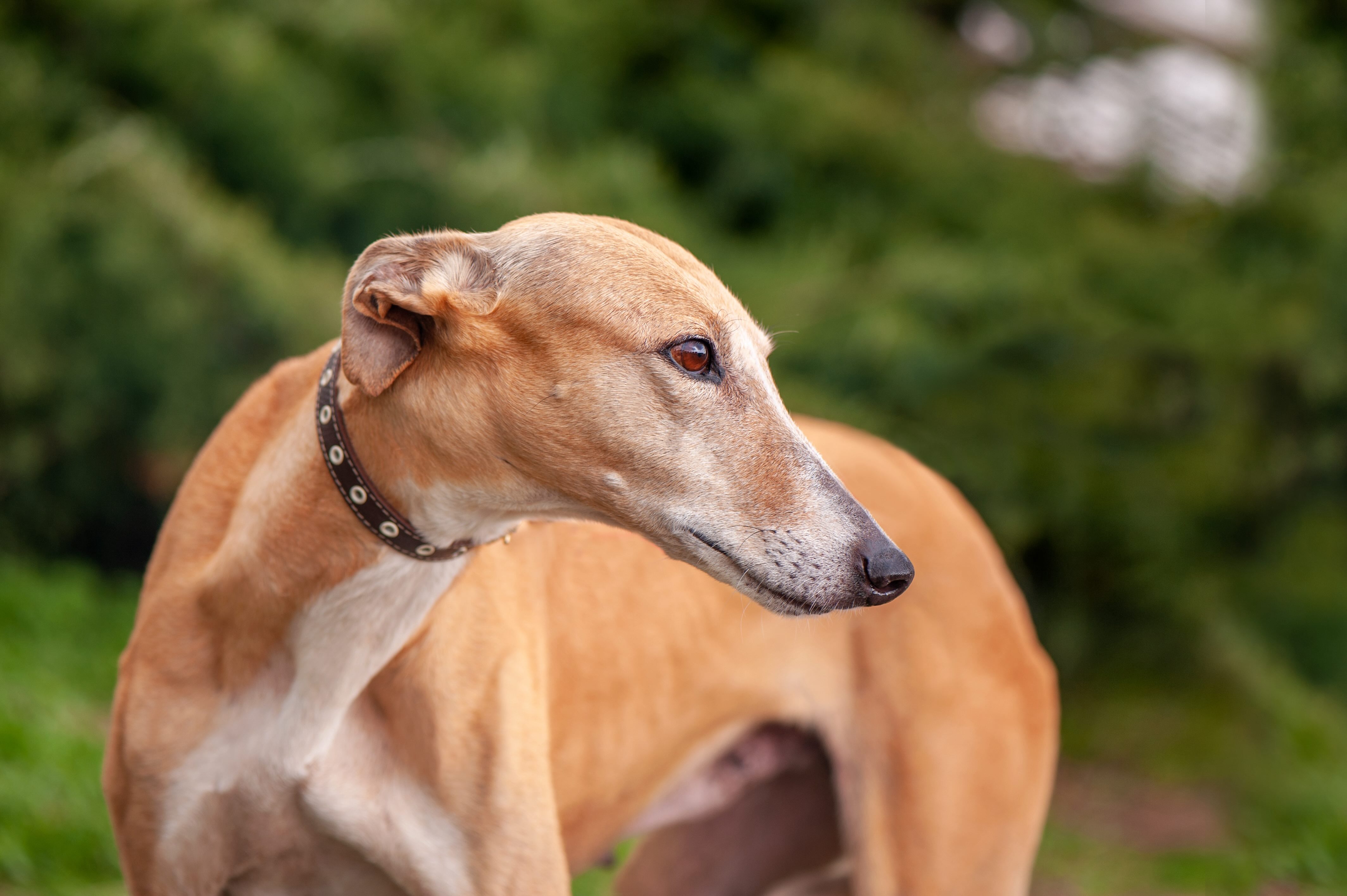 tan greyhound looking to the side