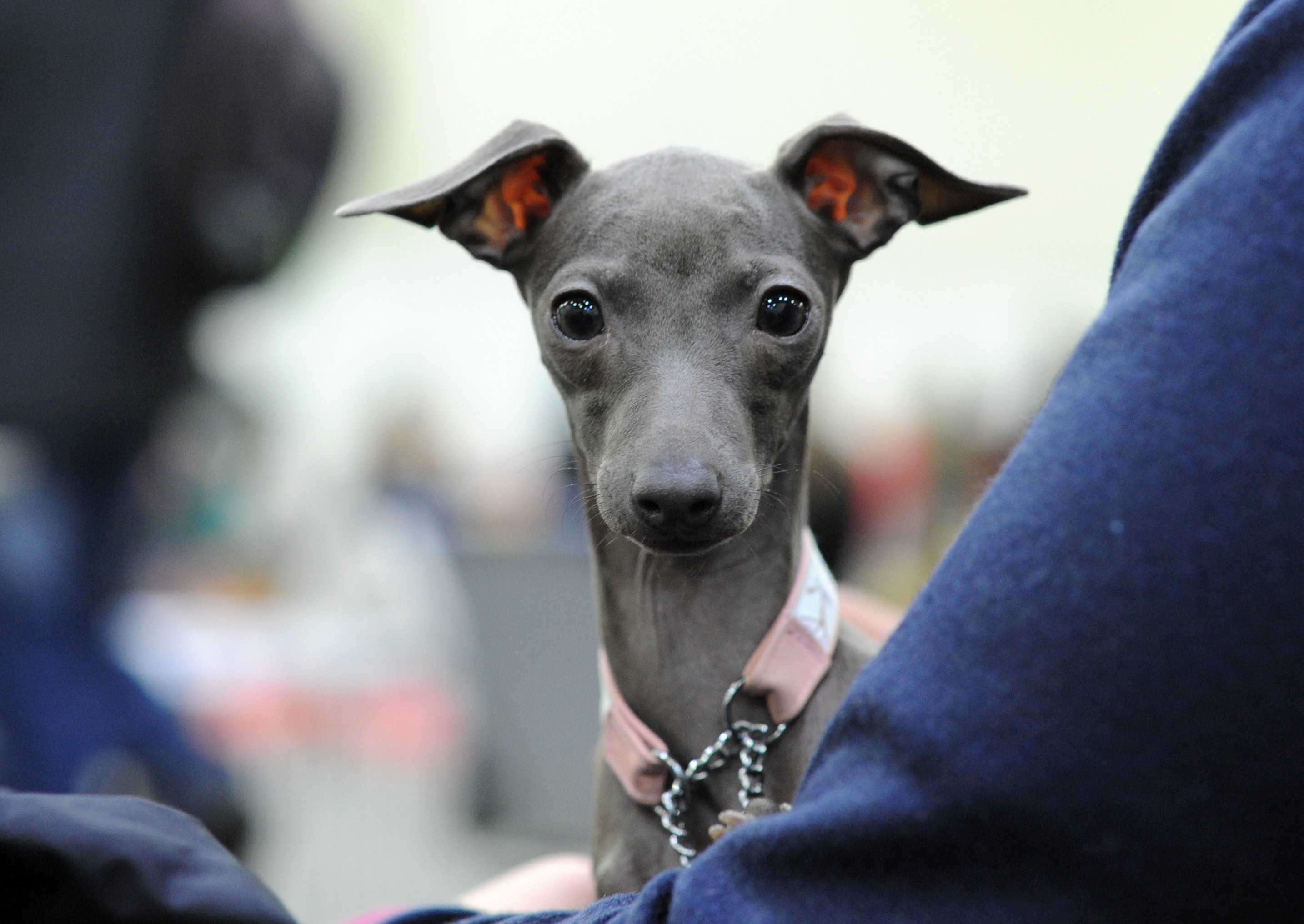 gray italian greyhound wearing a pink collar and looking at the camera