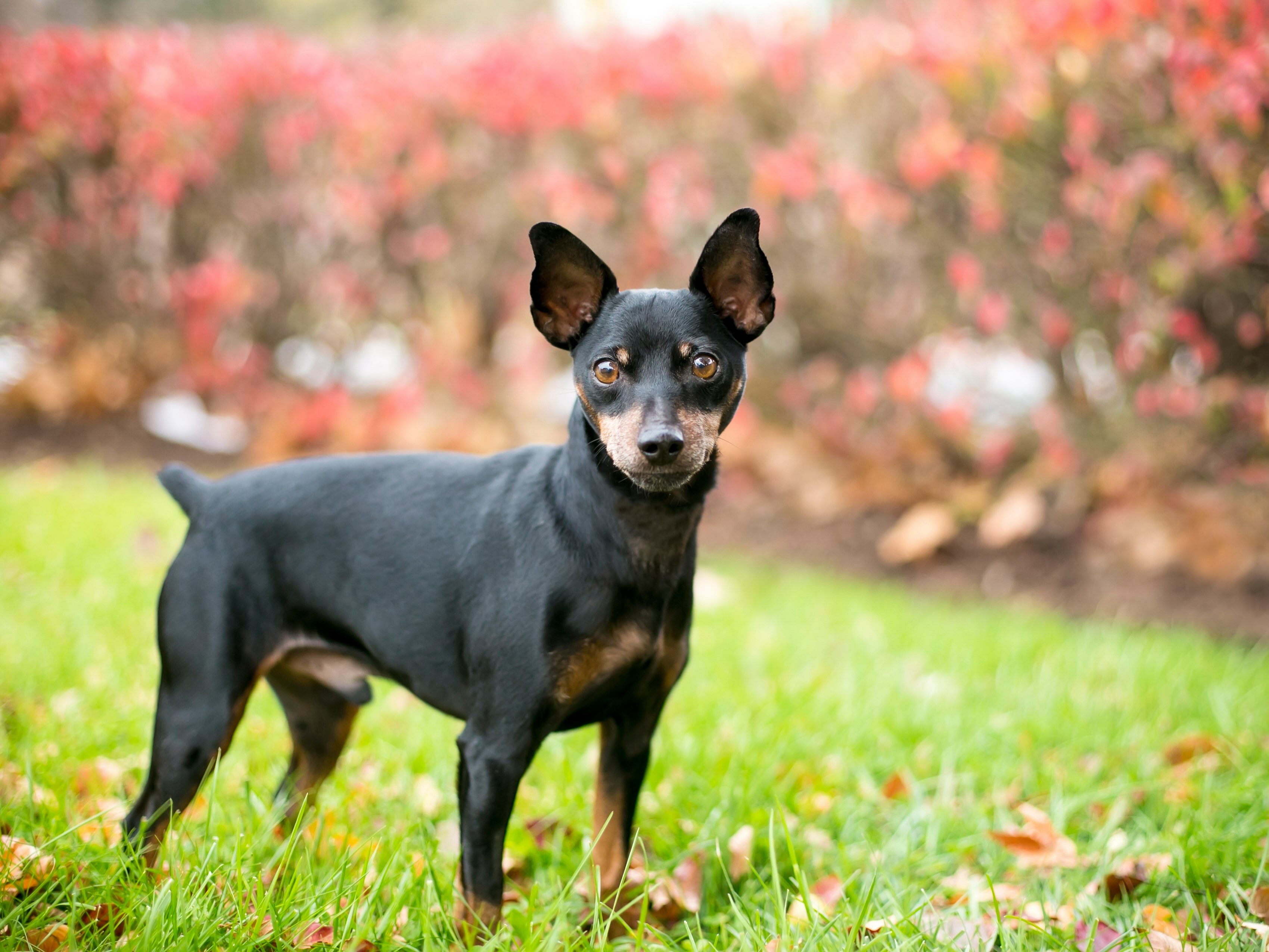 brown and black min pin looking at the camera and standing to the side