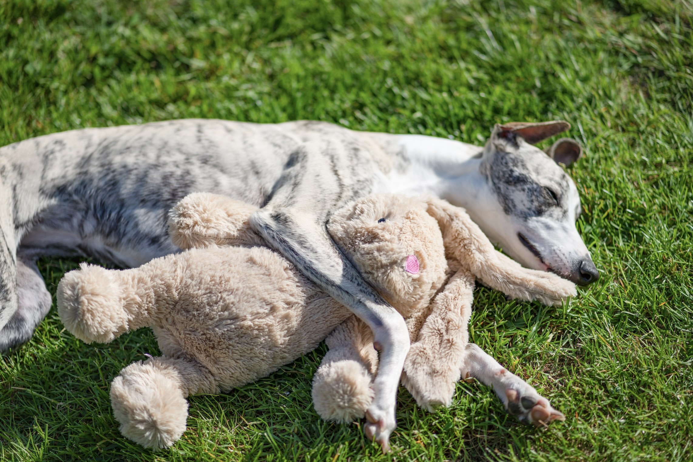 brindle gray whippet lying in grass with a stuffed bear