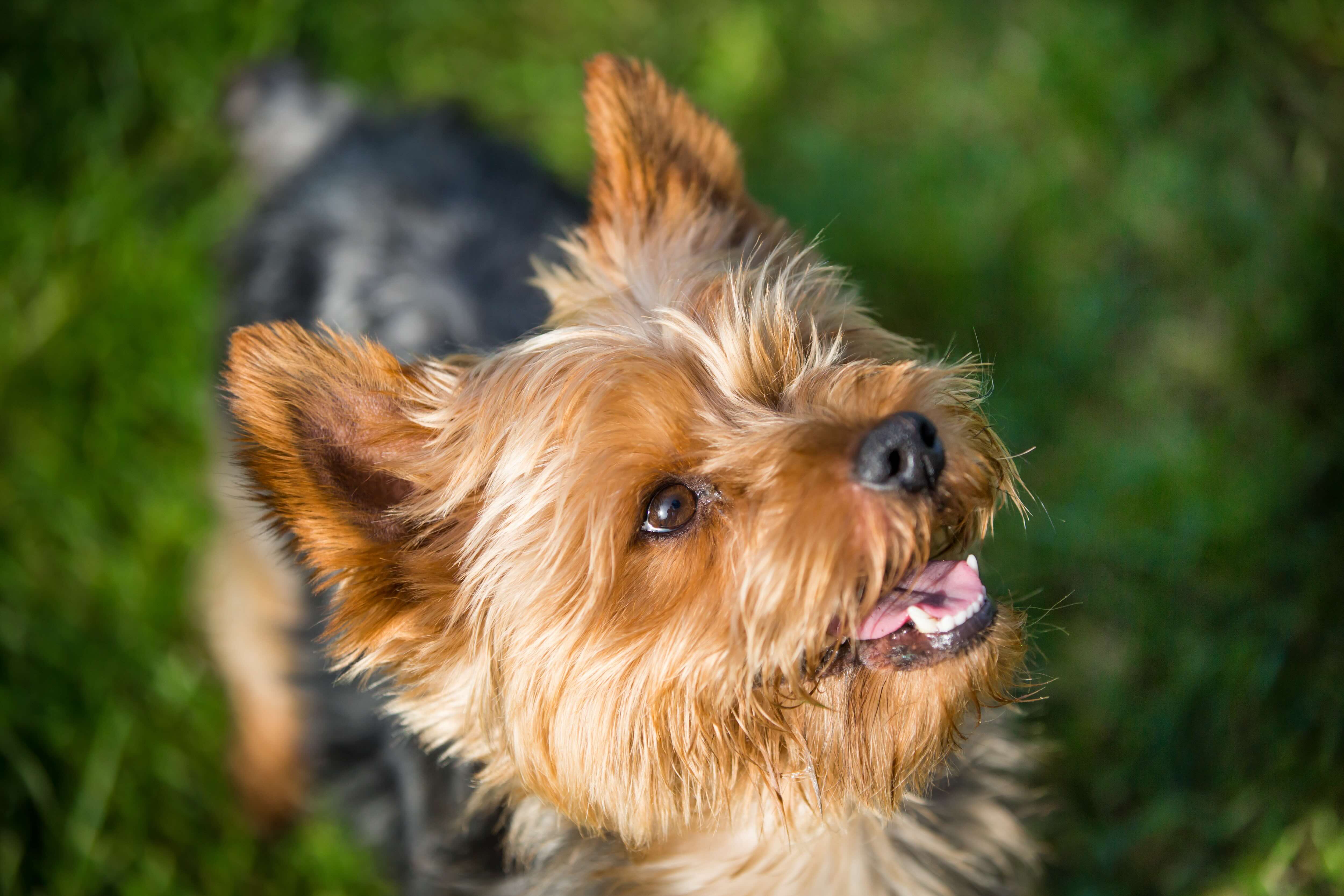 close-up of a yorkie looking up and smiling