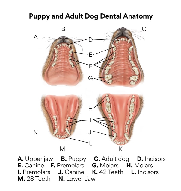 illustration of dog dental anatomy with each tooth labeled