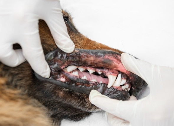 Assessing a dog's gums