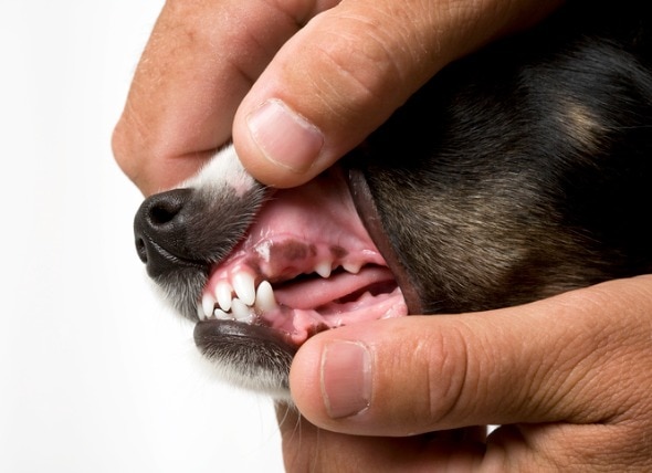 healthy puppy gums