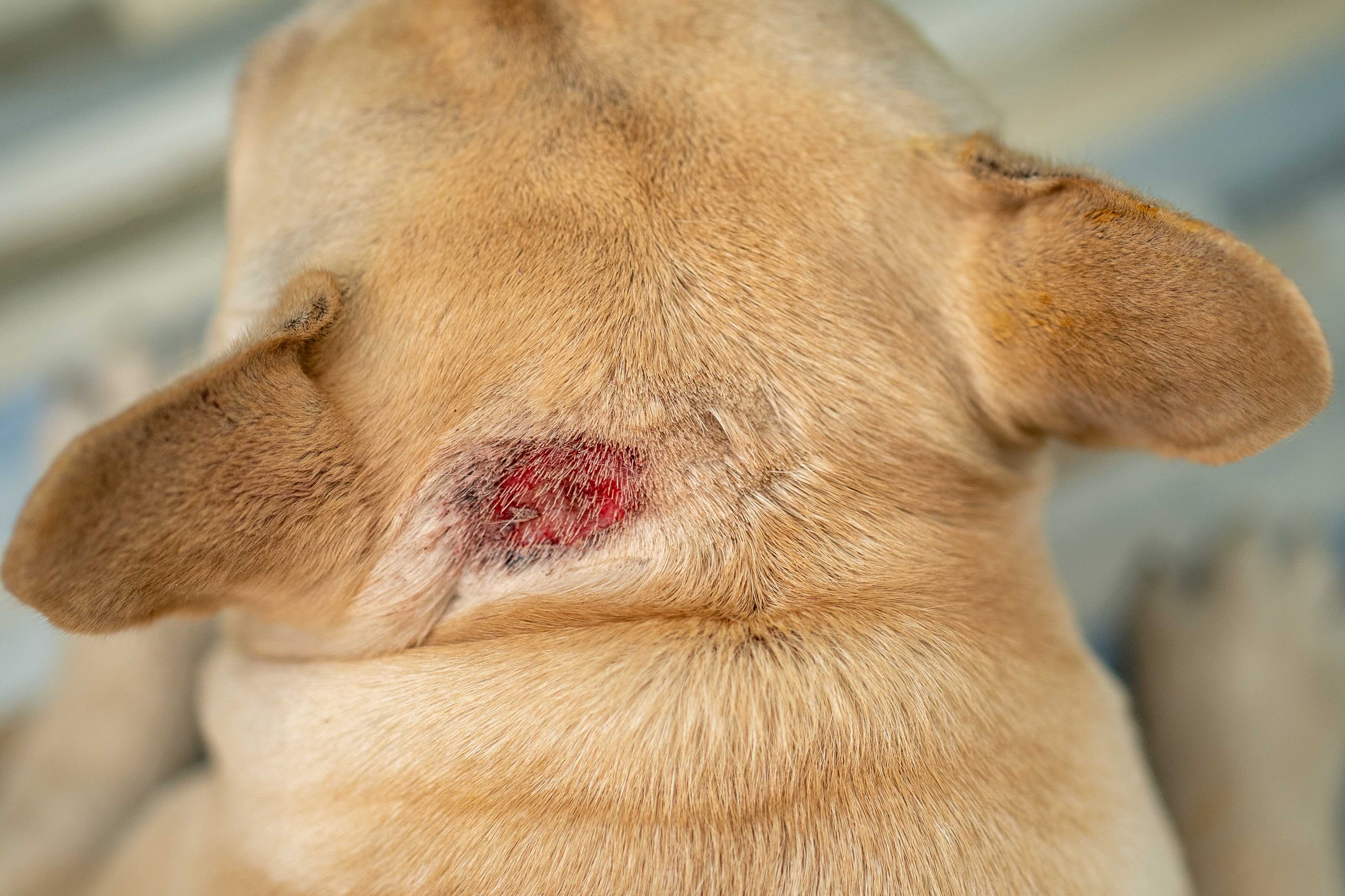 image of a red hot spot on a yellow dog's neck