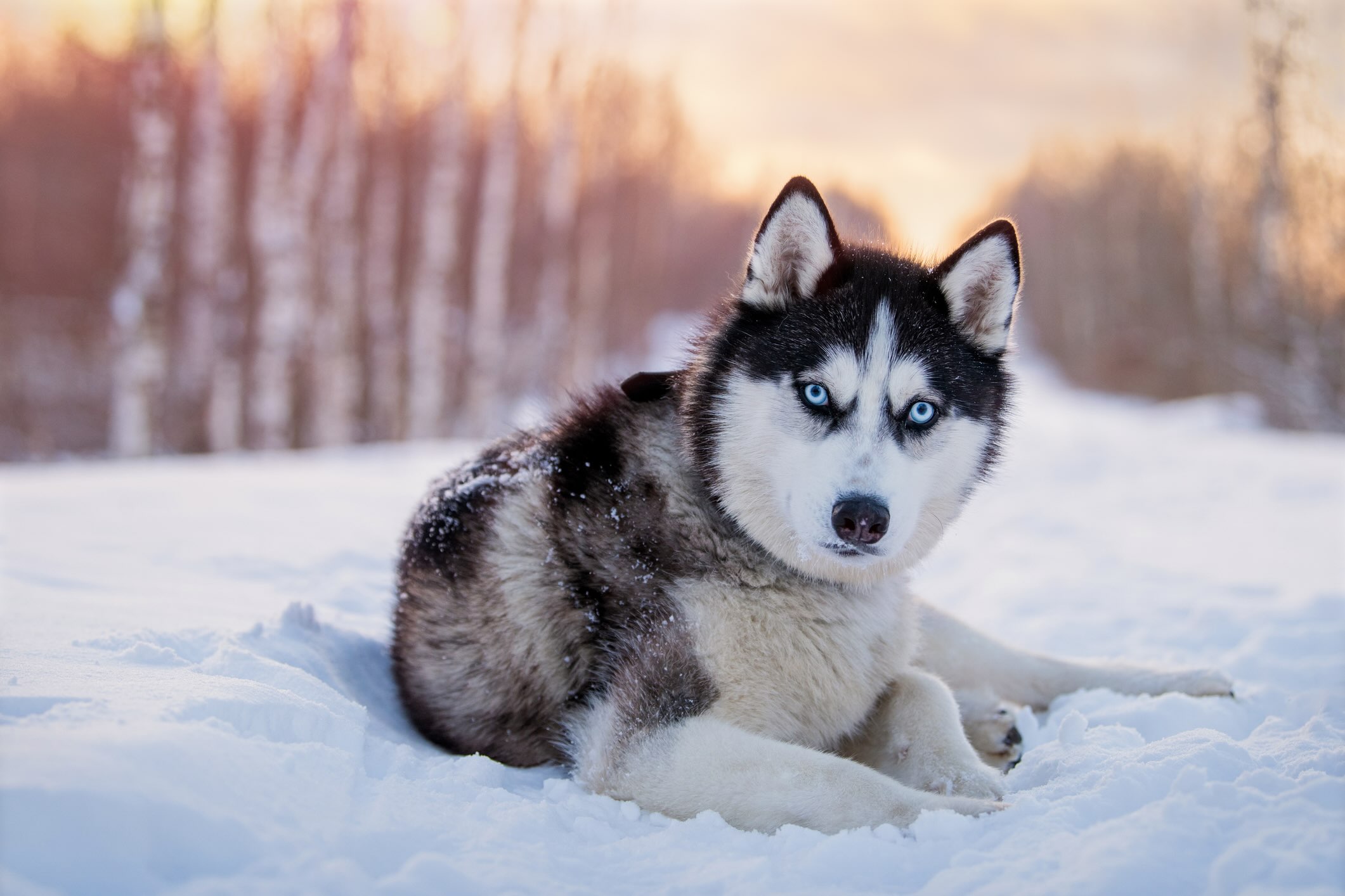 a black and white husky, a dog prone to anxiety, lying in snow