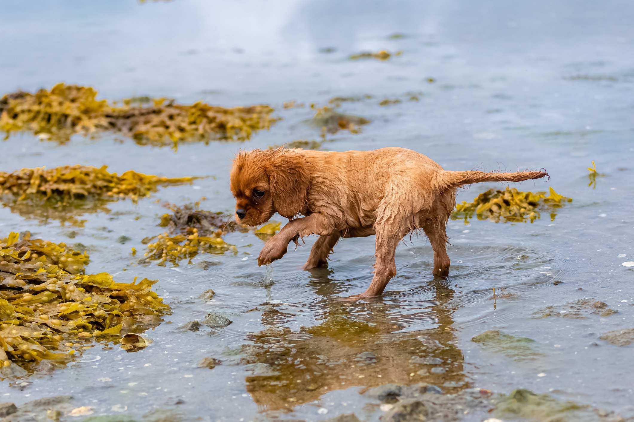 brown cavalier king charles puppy walking through ocean water and seaweed