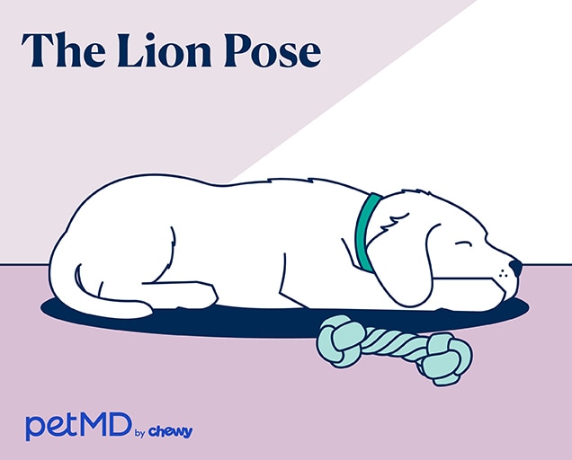 illustration of a dog sleeping in a lion pose