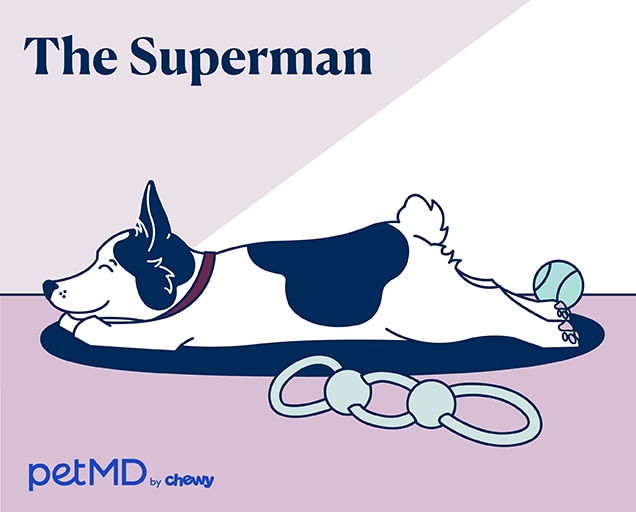 illustration of a dog sleeping in a superman pose