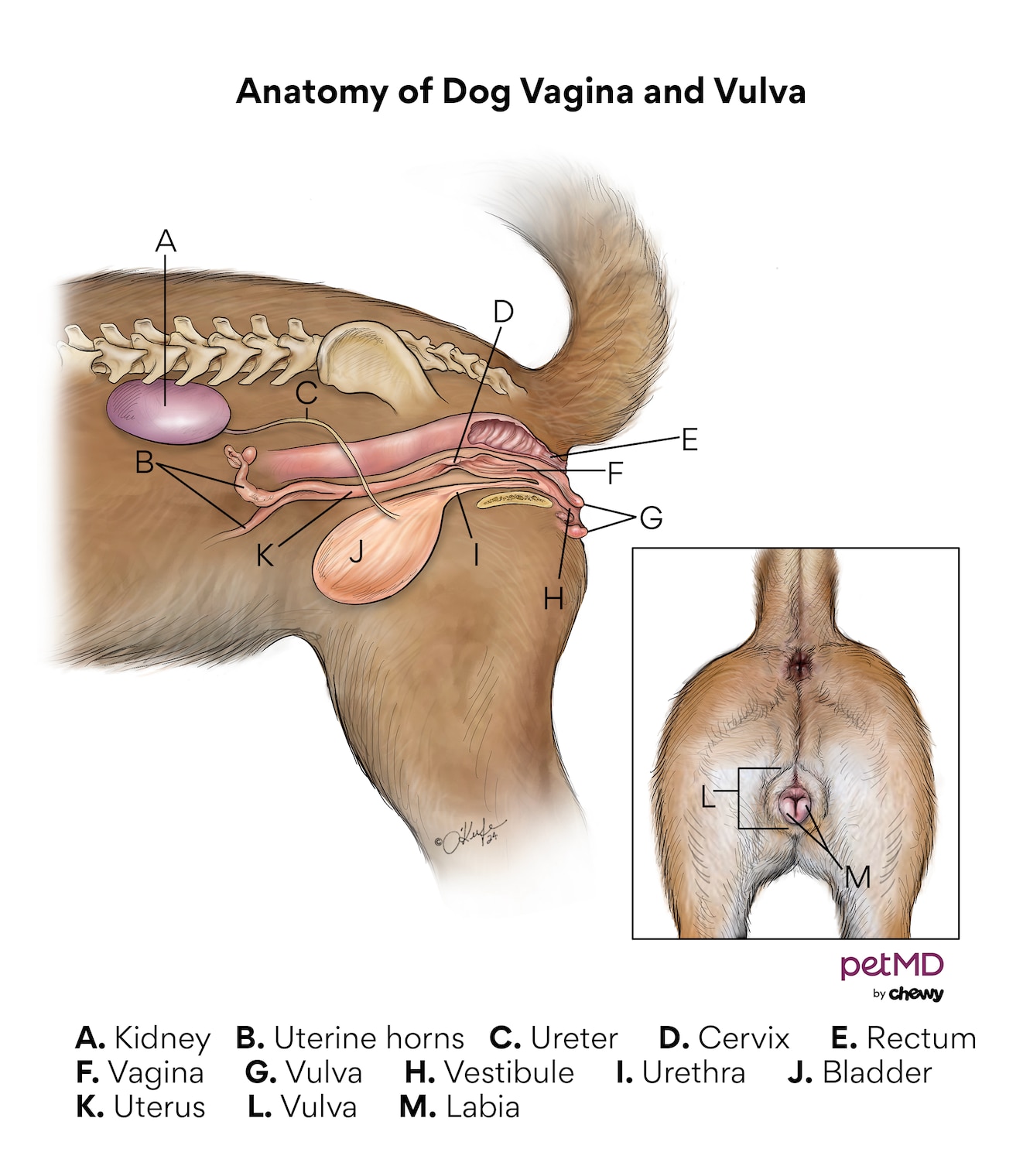 dog vagina: diagram of a dog's vagina and vulva