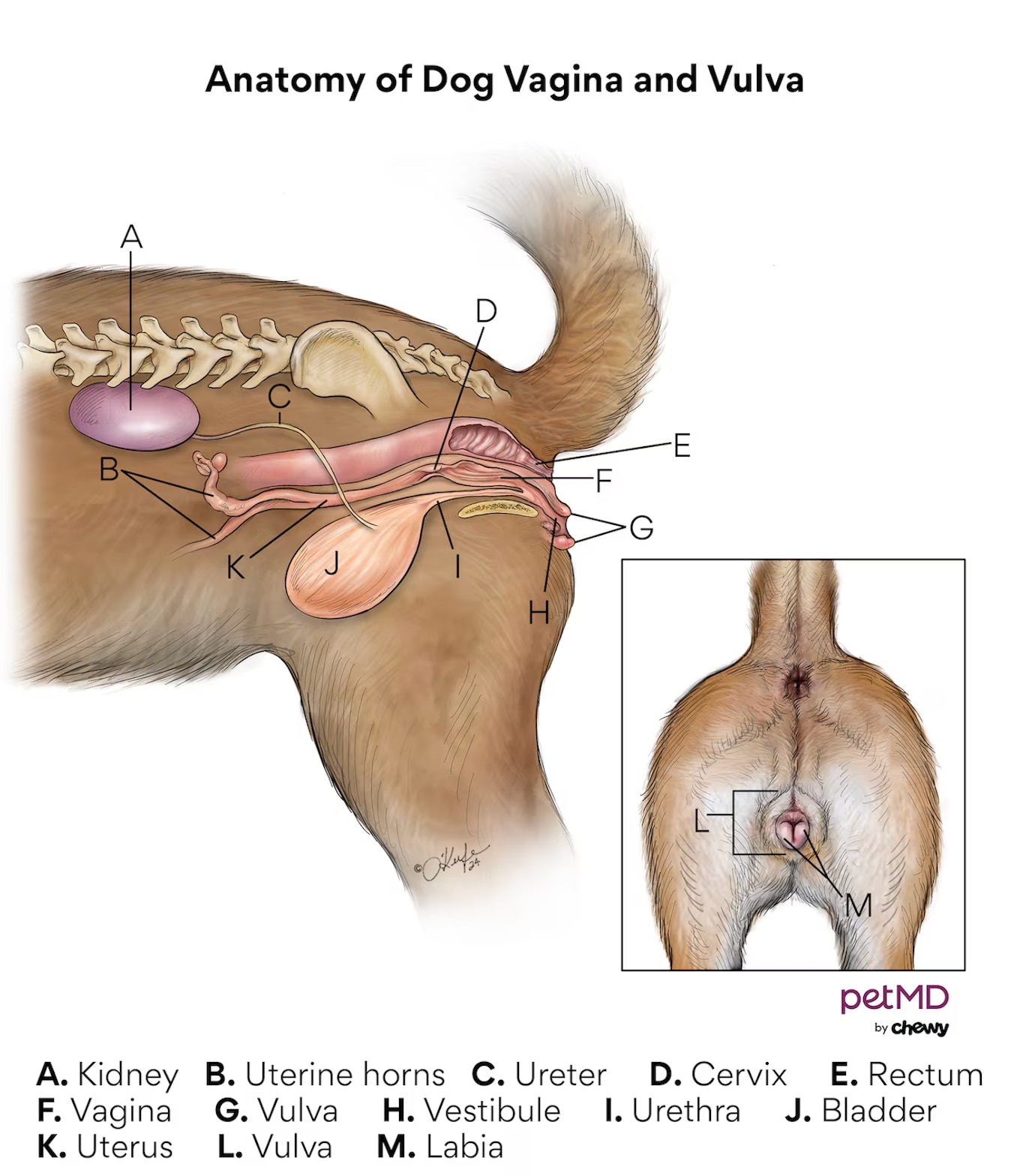 Dog pregnancy: A diagram of a dog vagina and vulva.