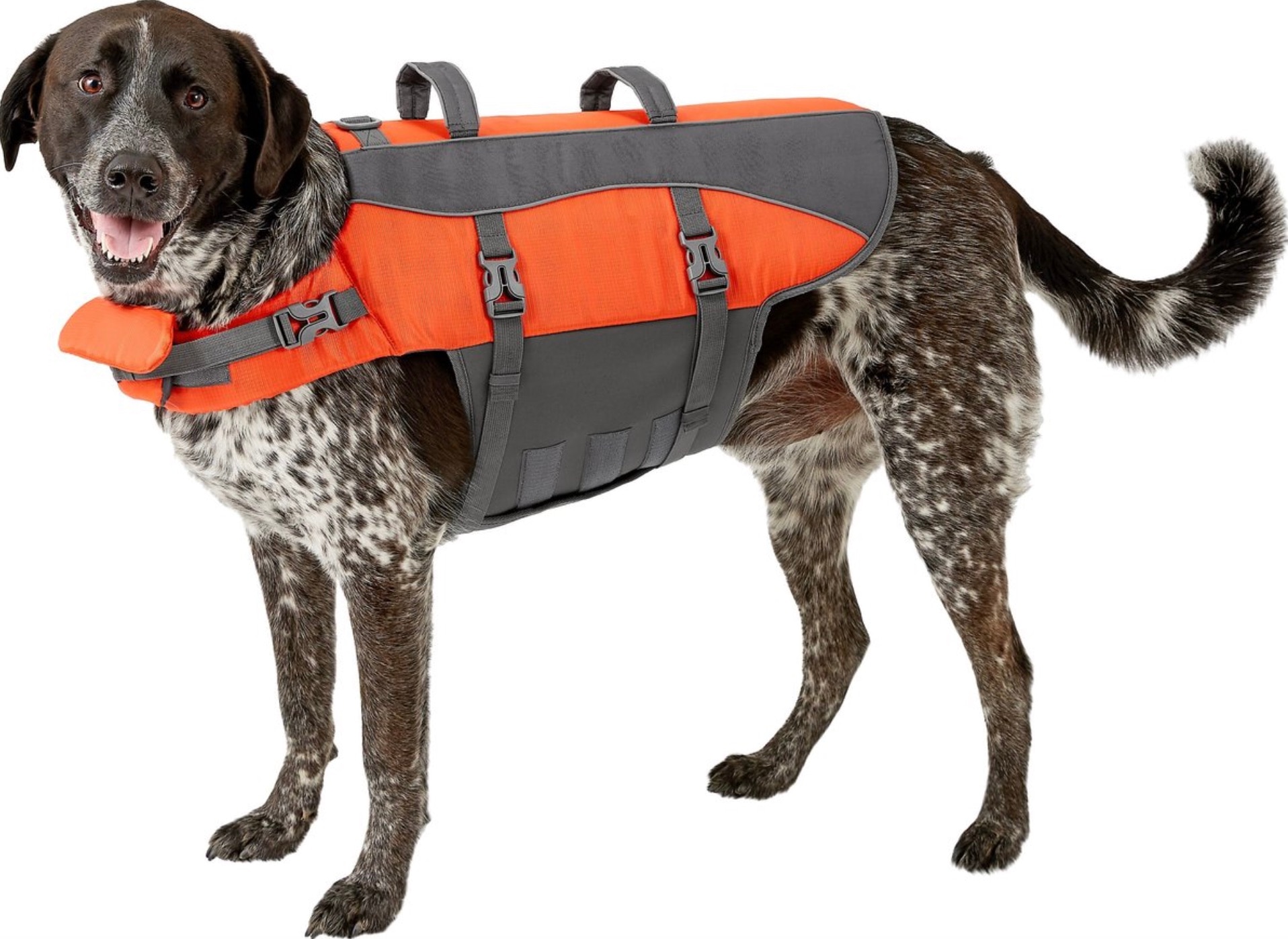 dog wearing orange and gray life jacket with handles on top