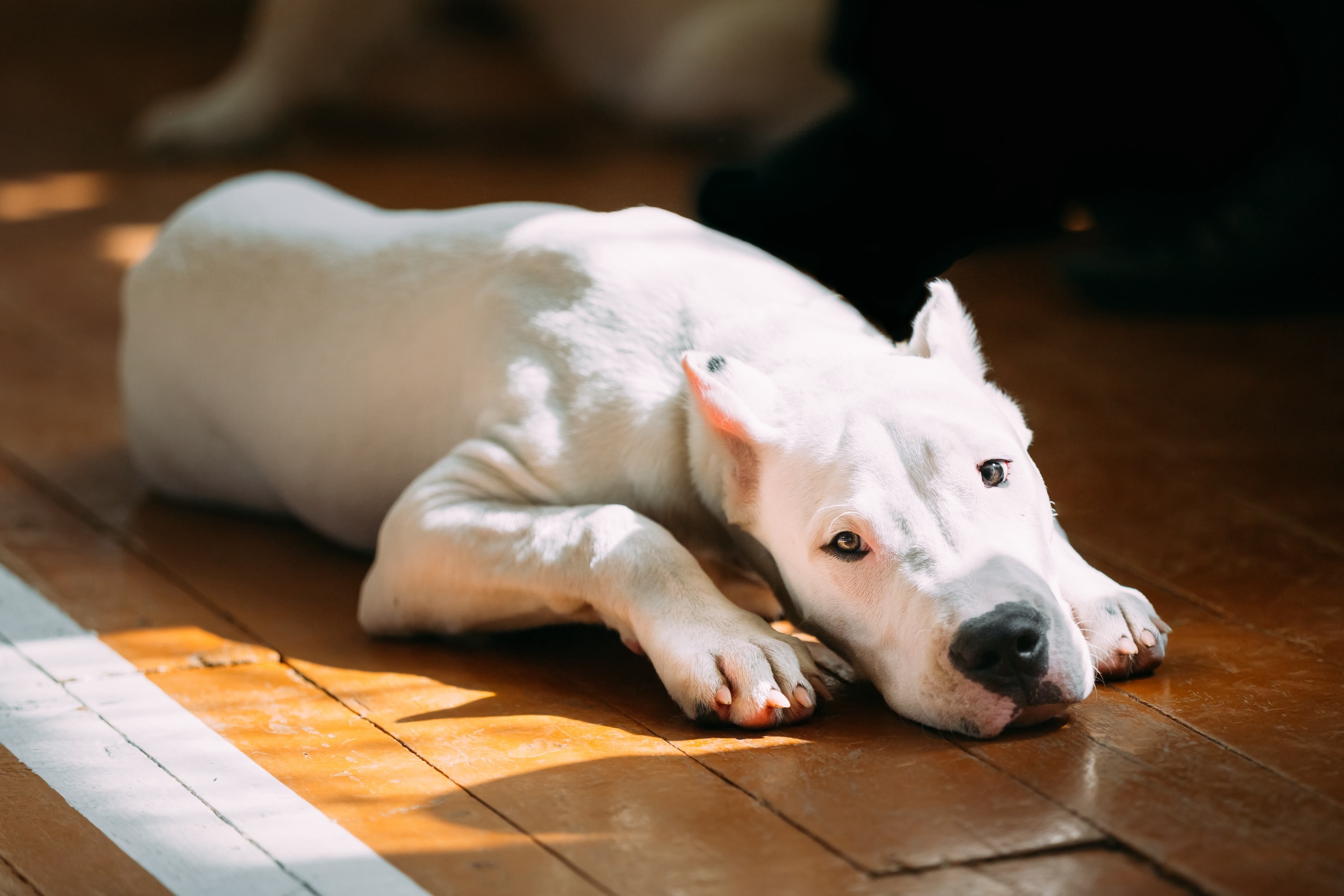 dogo argentino lying on a wooden floor and looking at the camera