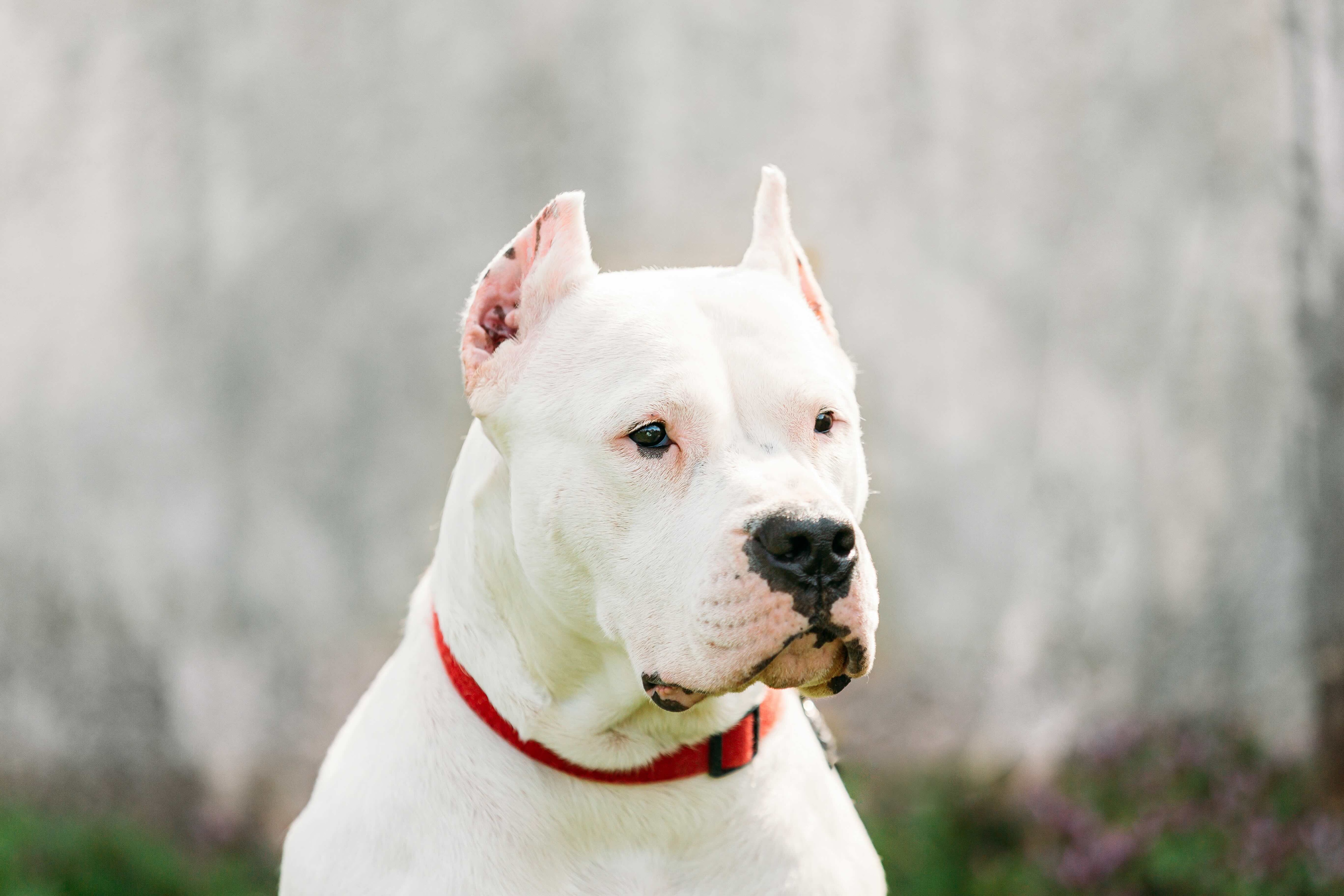 profile of a dogo argentino's head