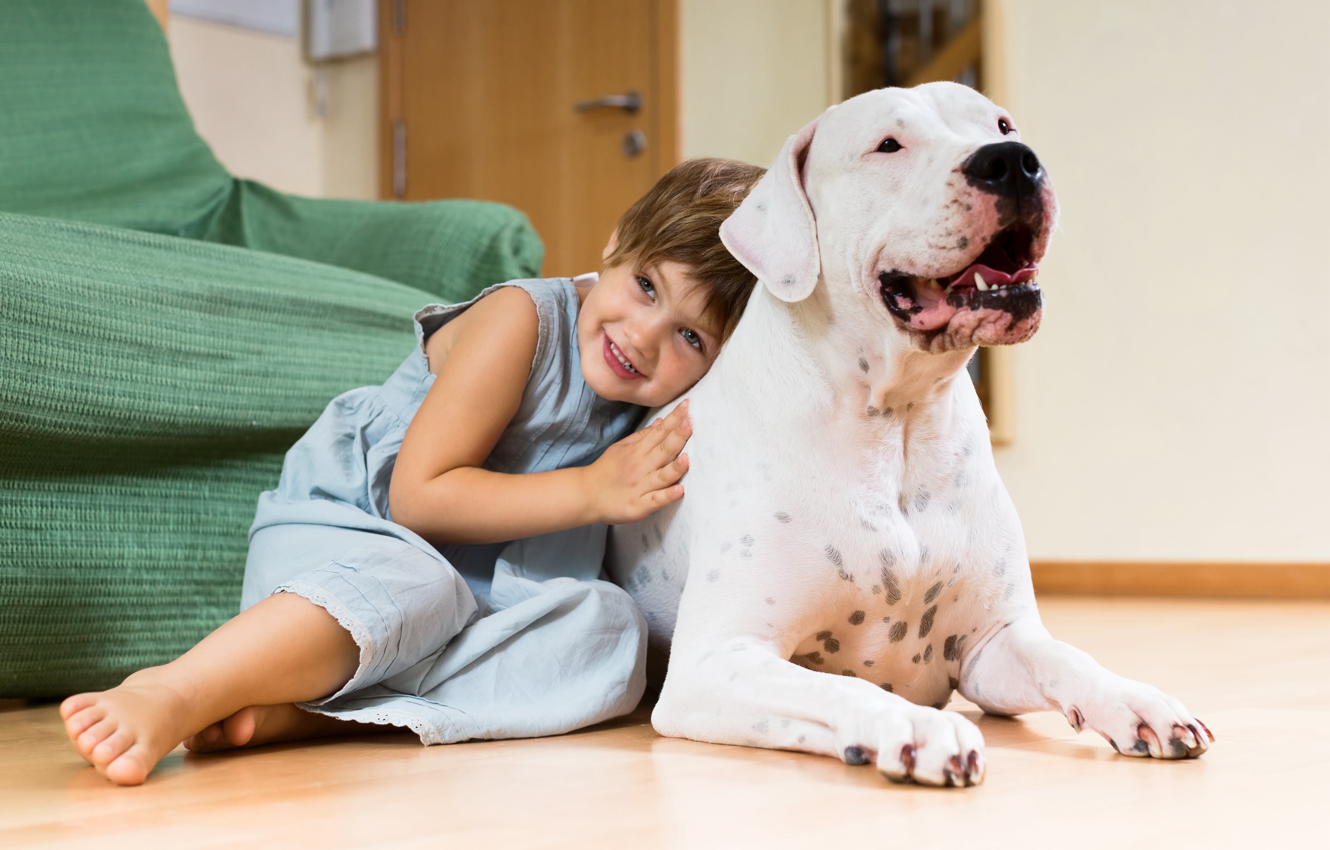 toddler sitting and leaning against a dogo argentino, who is lying on the floor