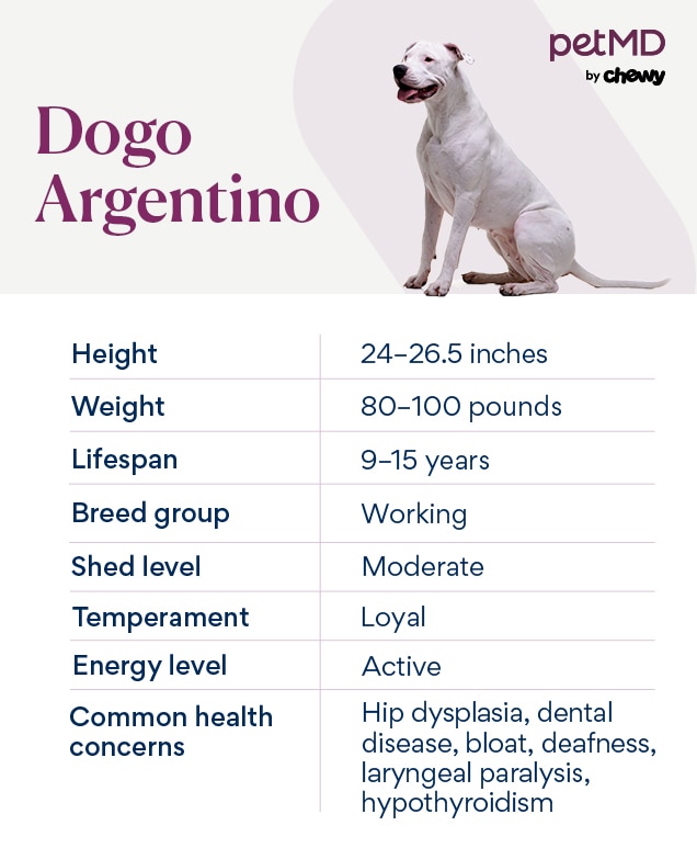 Dogo Argentino Dog Breed Health and Care PetMD