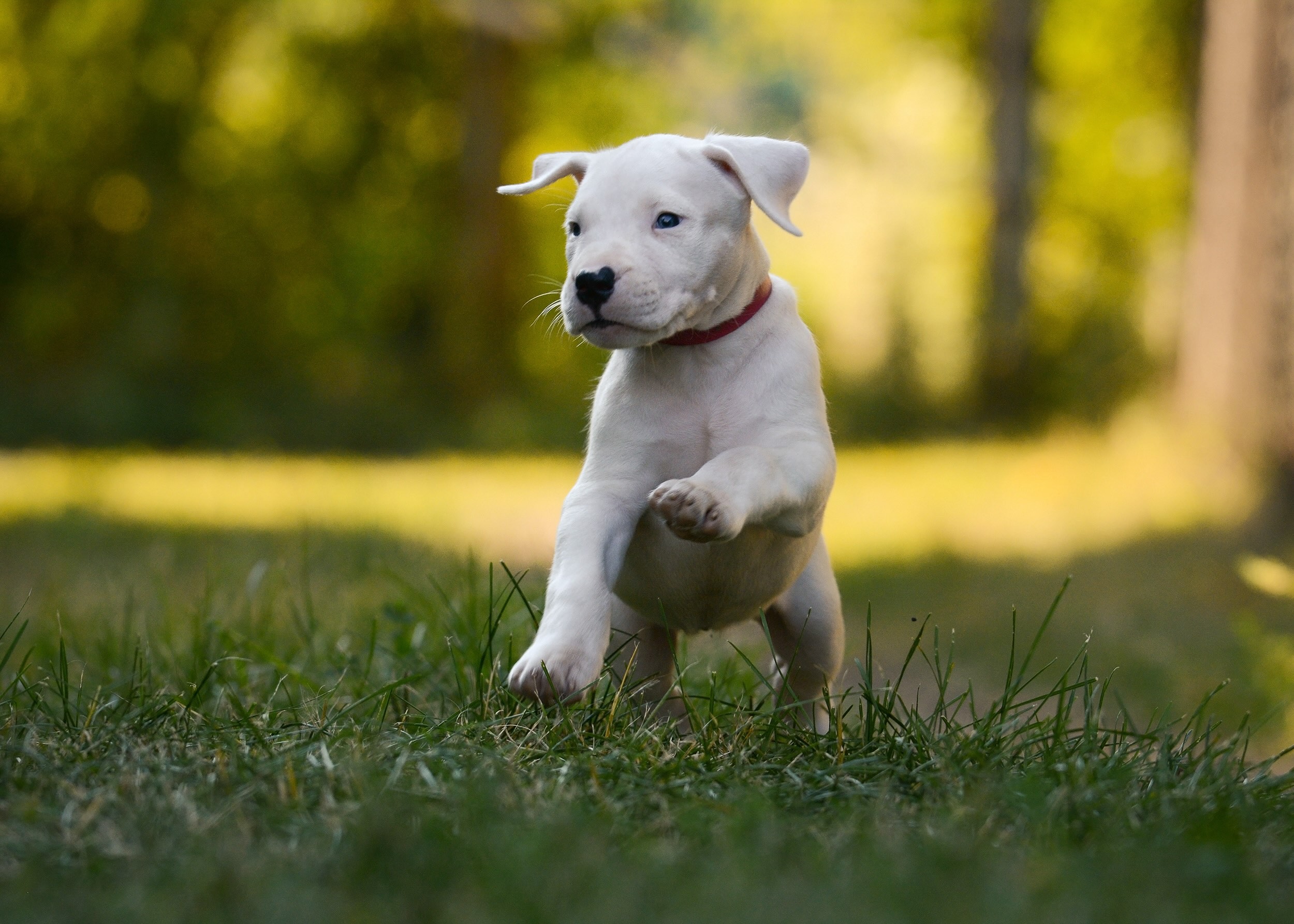 dogo argentino puppy with floppy ears running through grass