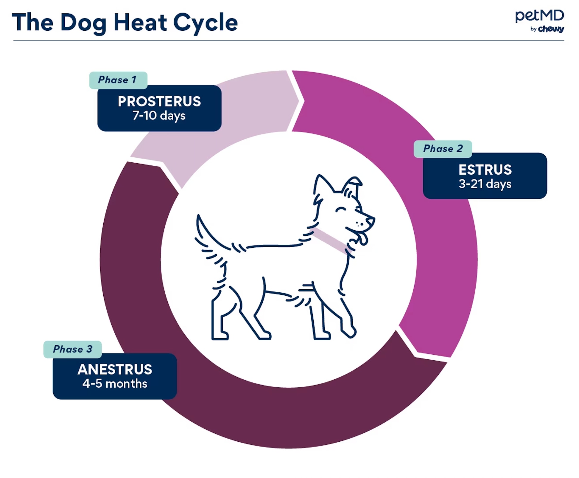 dogs in heat; a diagram of a dog's heat cycle.