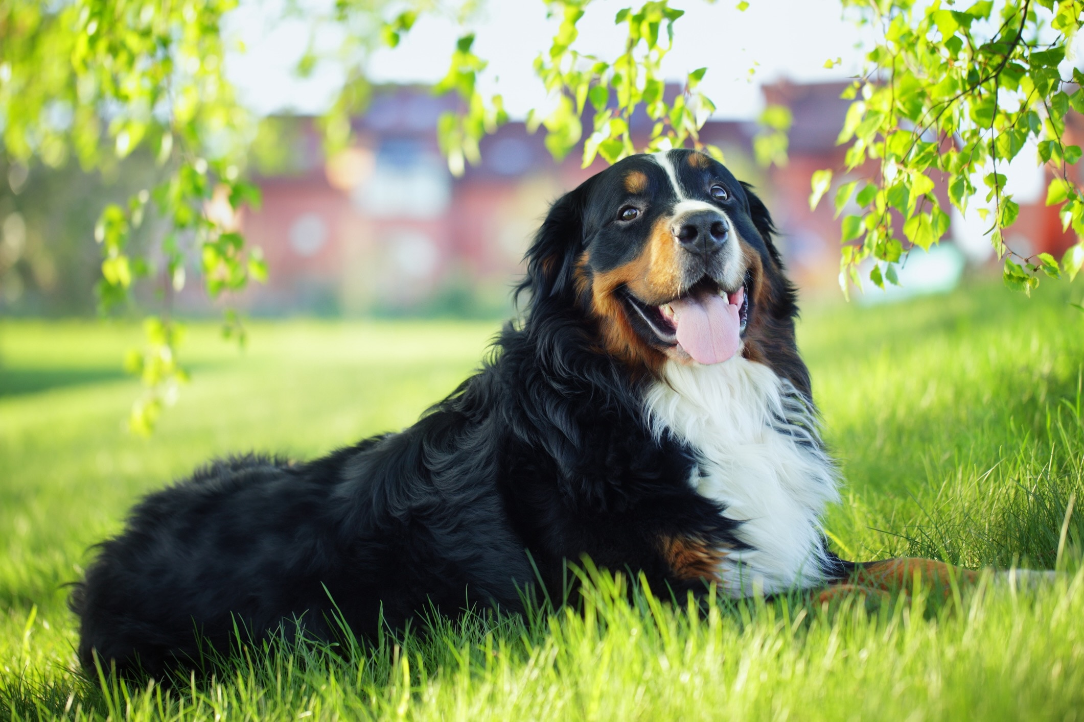 bernese mountain dog lying in green grass and smiling at the camera with his tongue hanging out