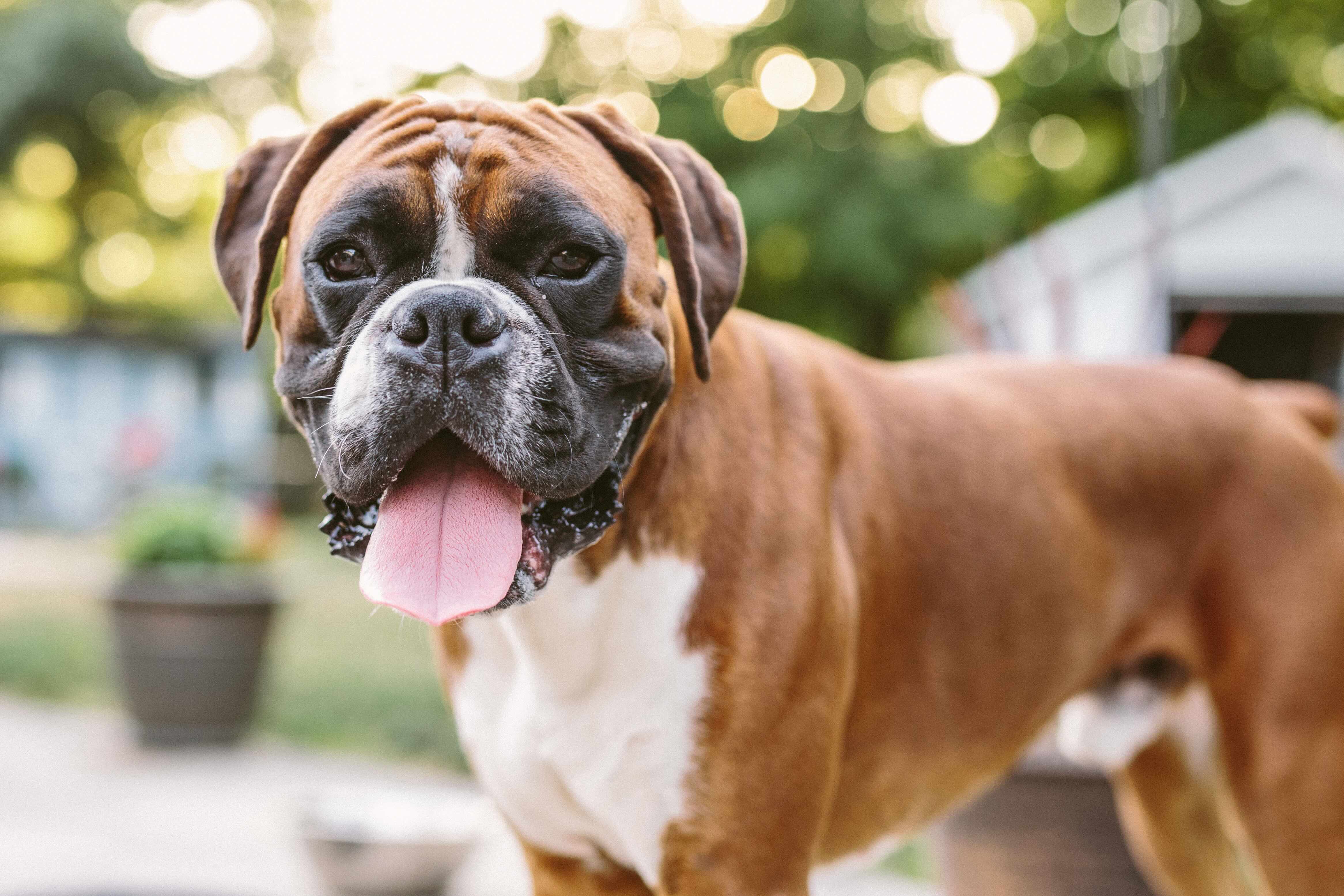 boxer dog standing and smiling at the camera, head in shallow focus