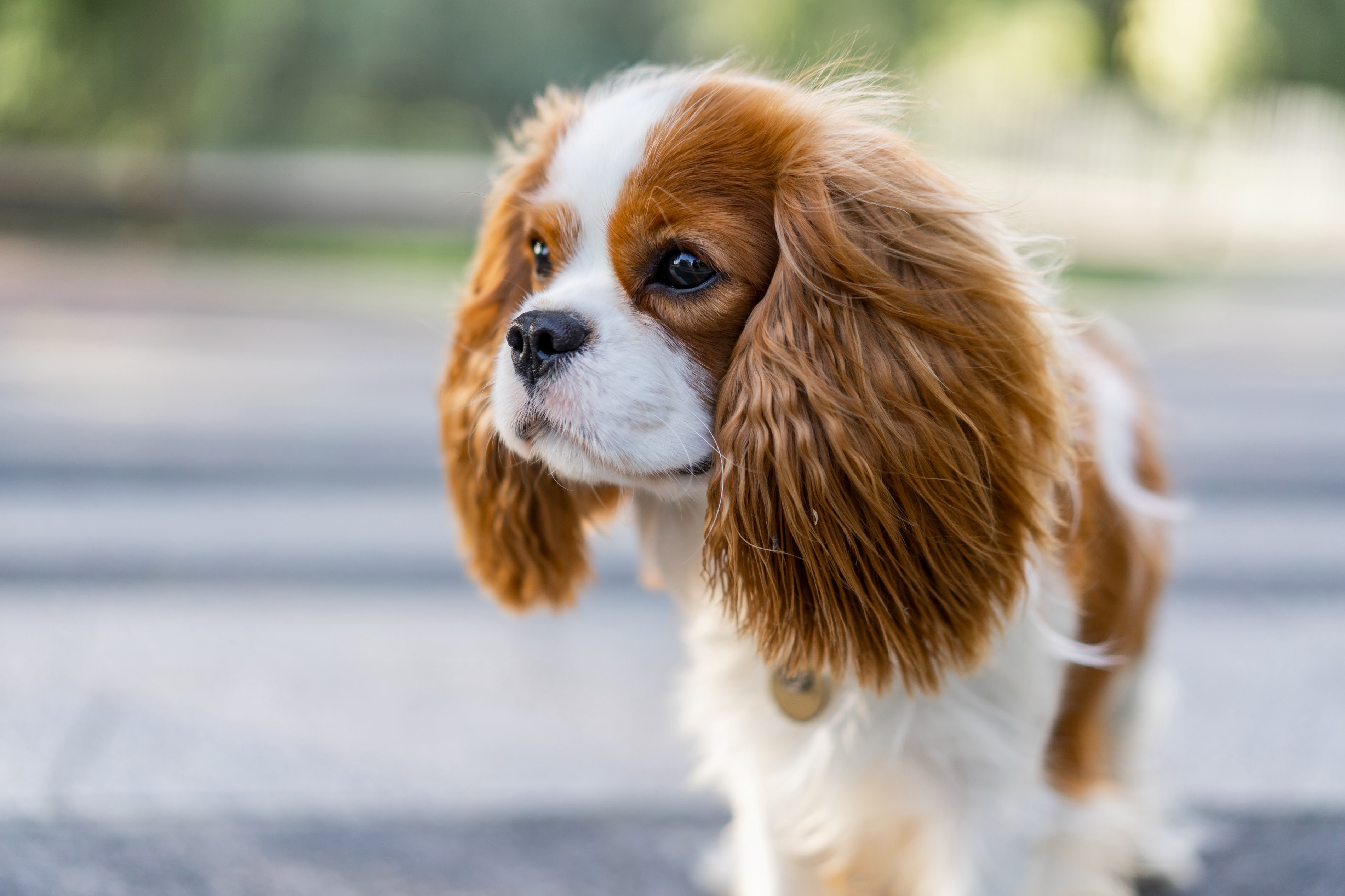 close-up of a white and brown cavalier king charles spaniel