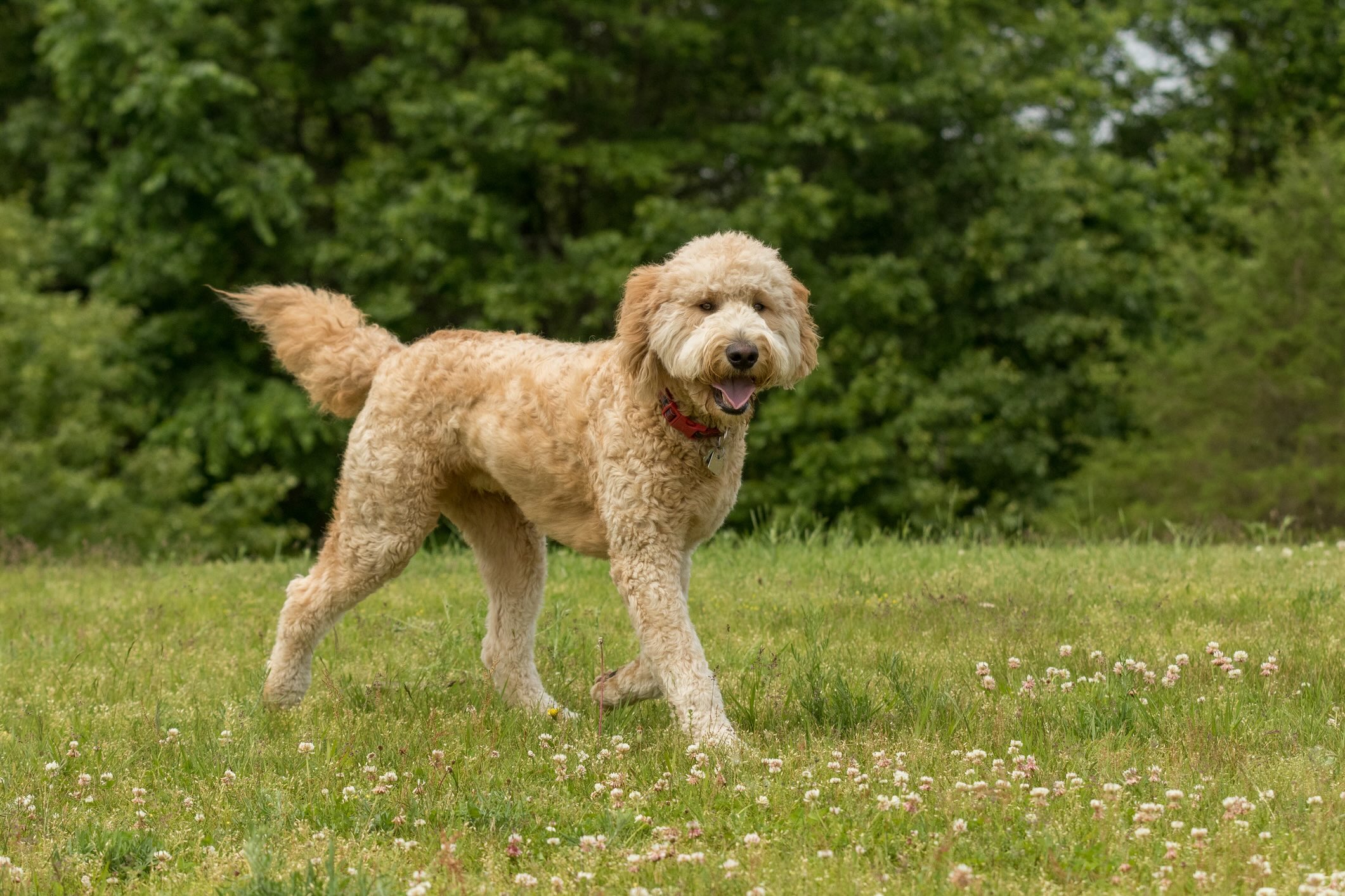 standard yellow goldendoodle trotting across grass