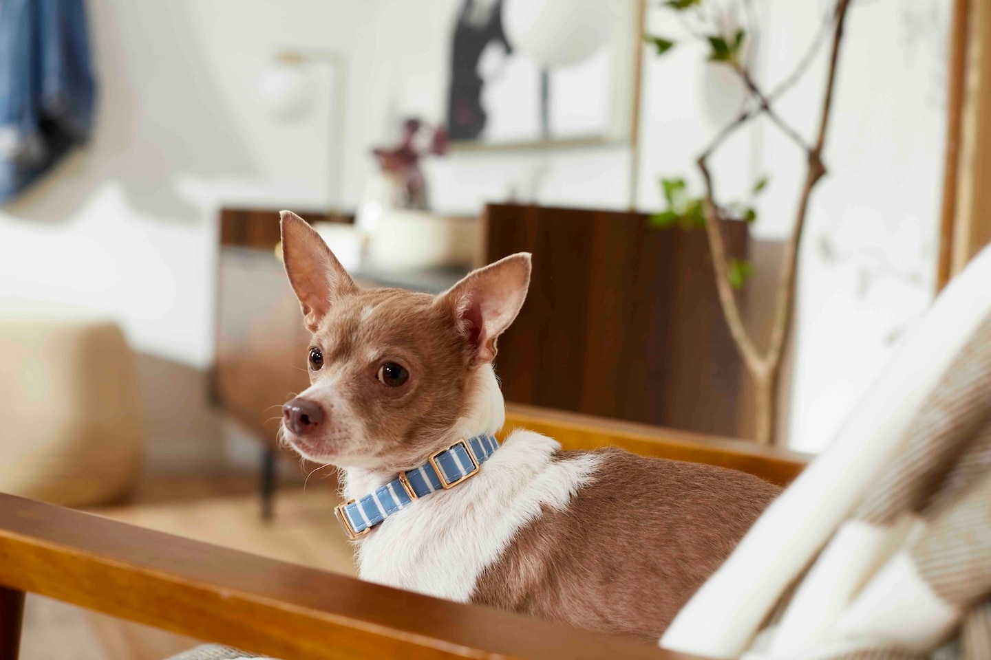 a chihuahua, a dog breed prone to anxiety, sitting in a chair
