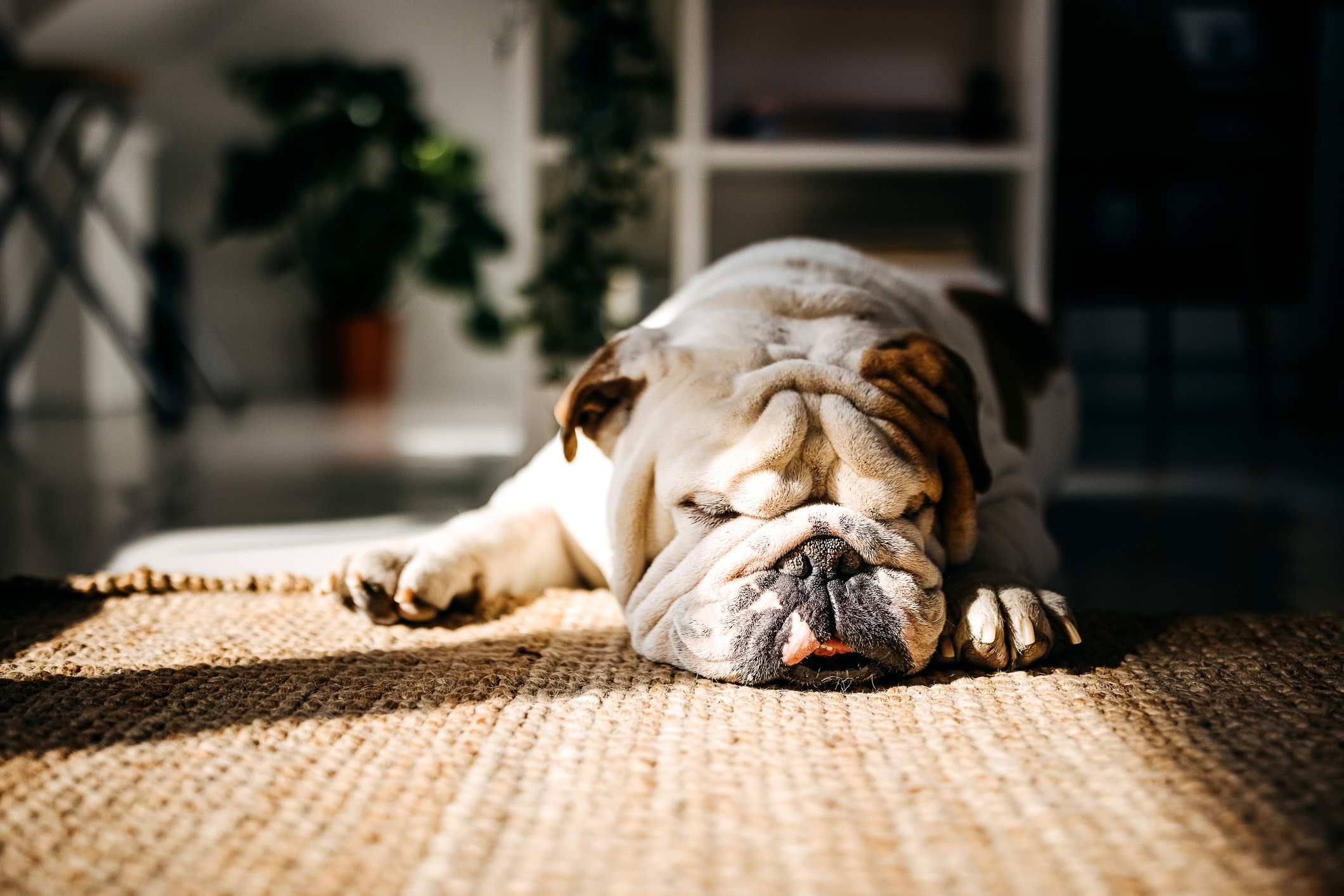 A Bulldog, a dog prone to arthritis, sleeping in a sun spot
