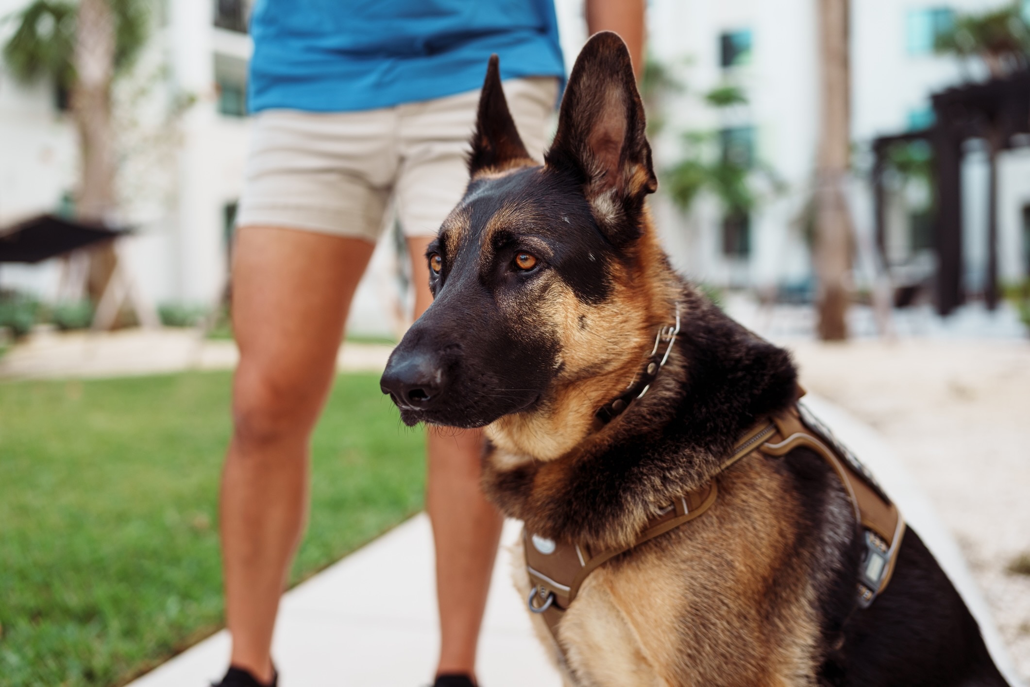A German Shepherd, a dog breed prone to arthritis, sitting on a sidewalk