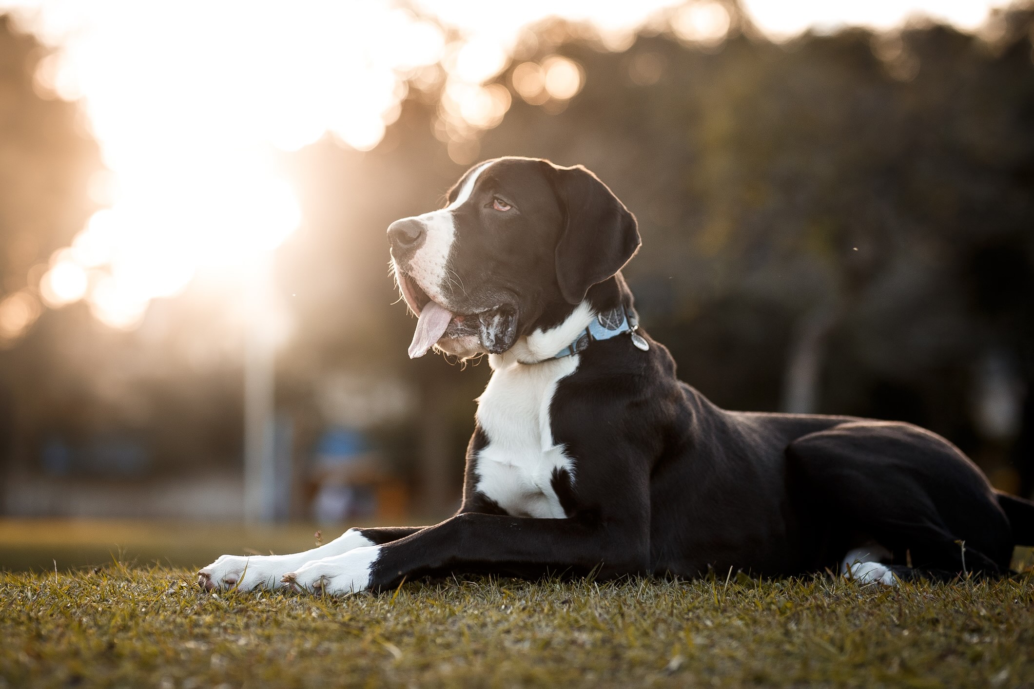 A black and white Great Dane, a breed prone to arthritis, lying outside at golden hour