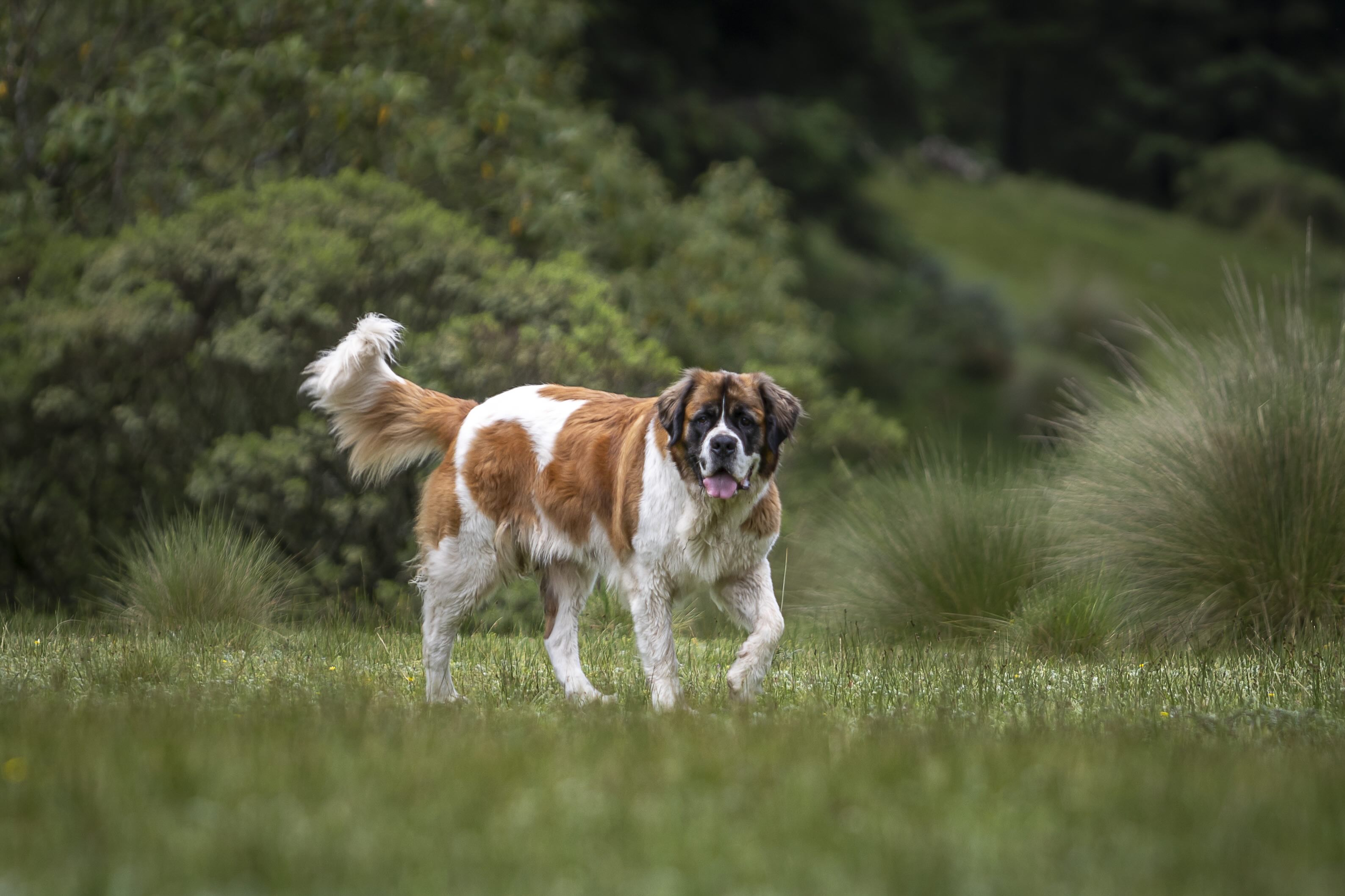 a Saint Bernard, a breed prone to arthritis, walking outside