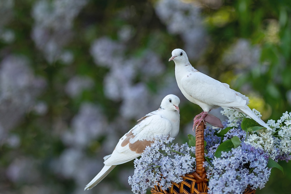 Two doves