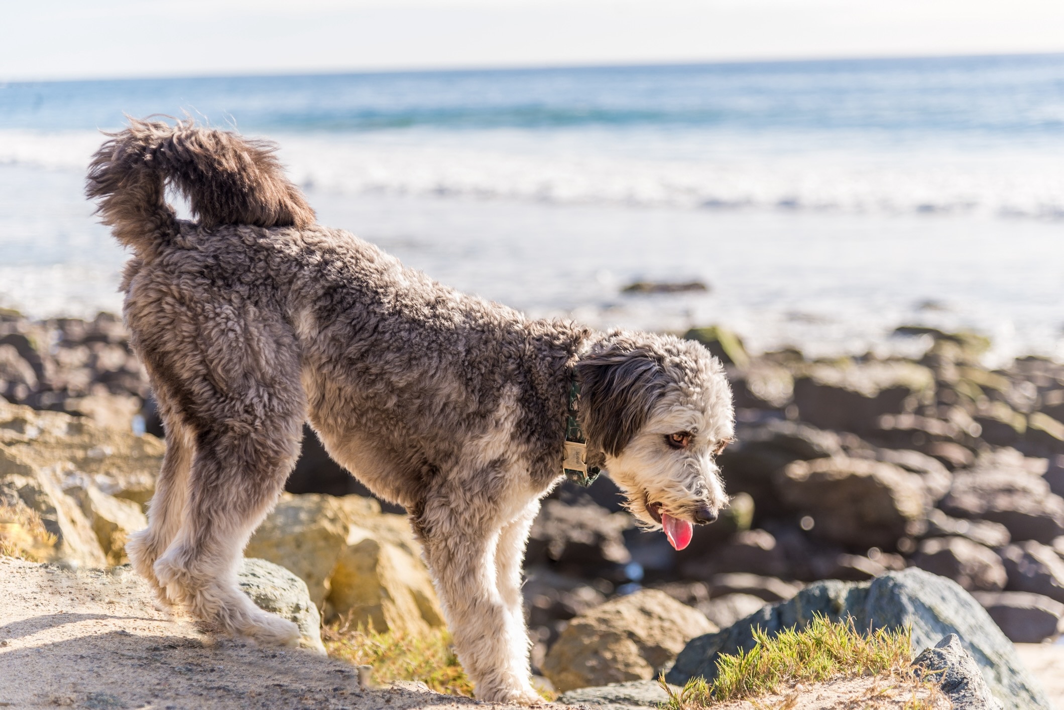 merle curly-coated aussiedoodle climbing on rocks at a beach