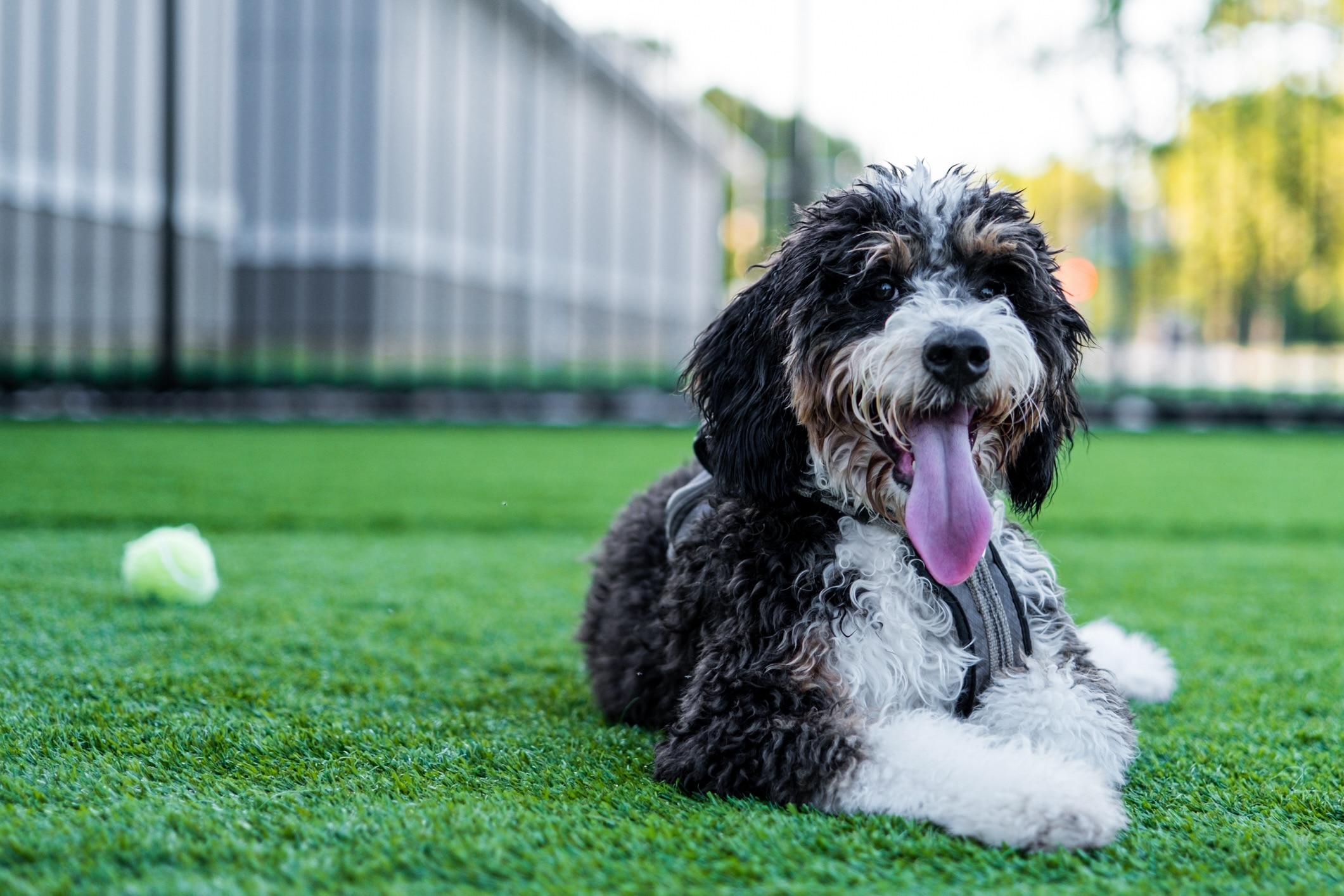 tricolor bernedoodle lying in grass with his tongue out