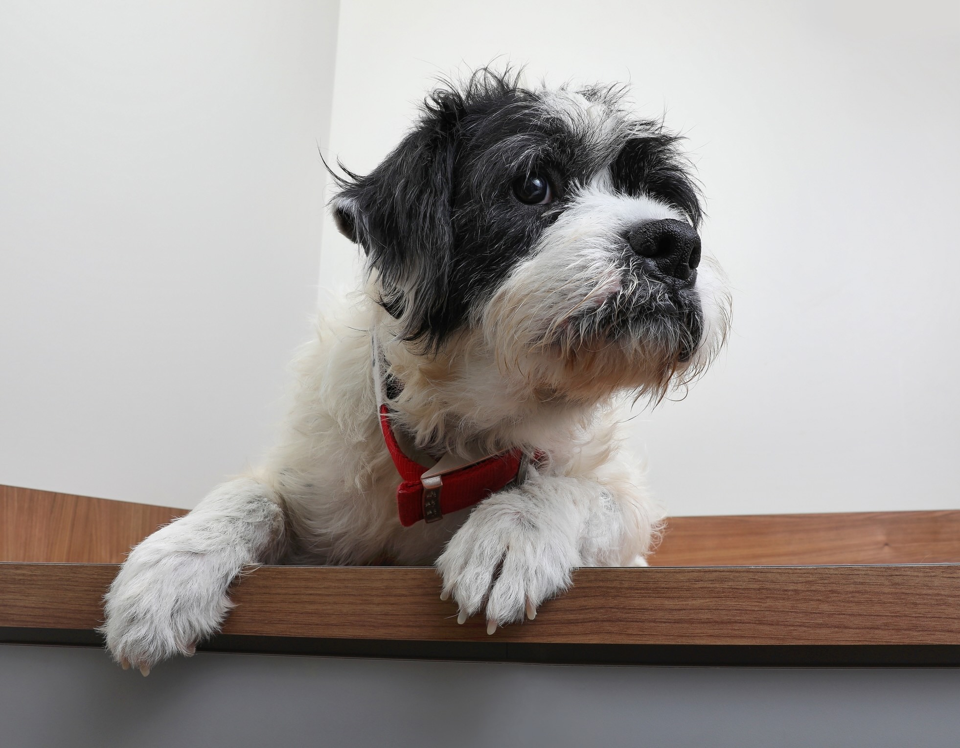 black and white boxerdoodle wearing a red collar