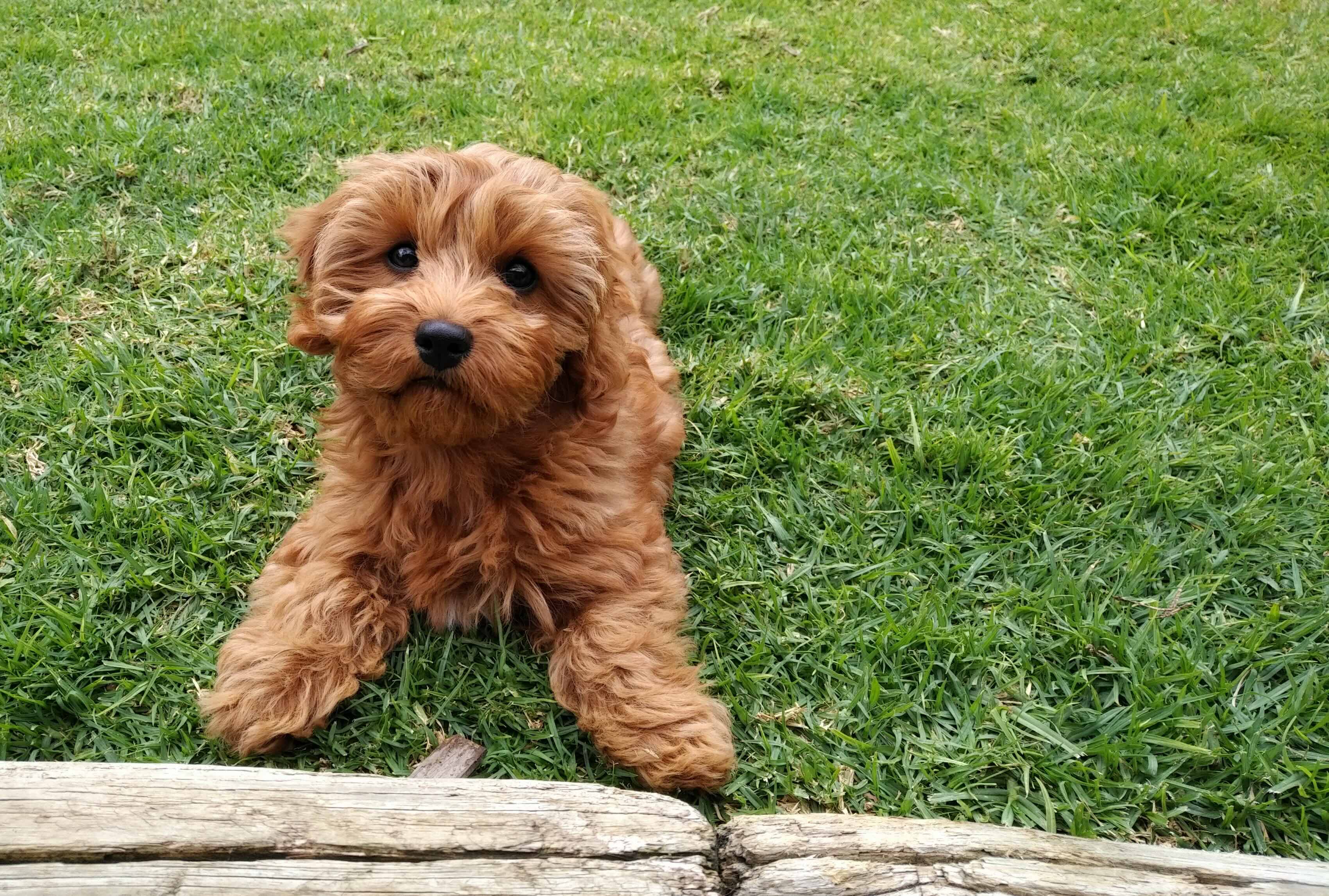 red cavapoo puppy playing in grass and looking up at the camera