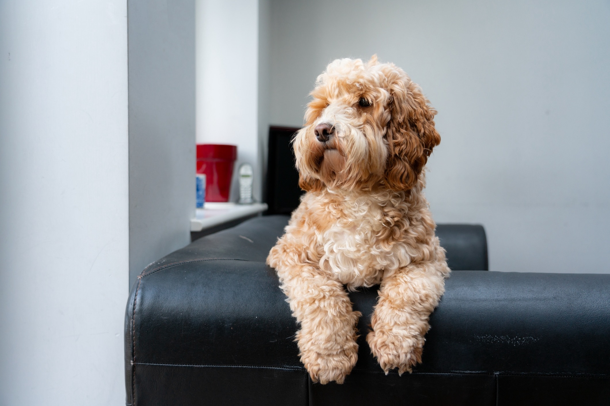 cream and white cockapoo perched on a couch