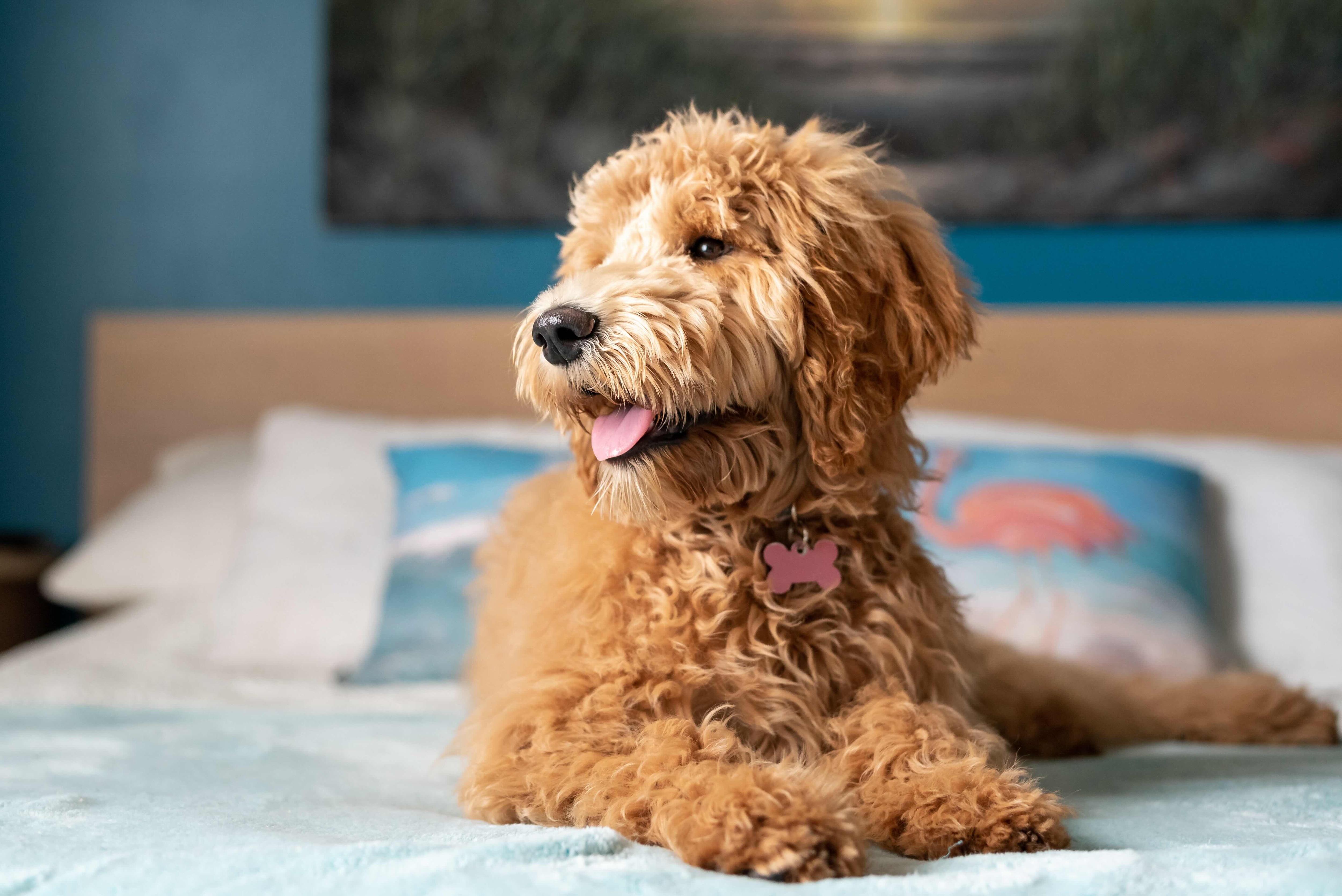 cute goldendoodle lying on a human bed