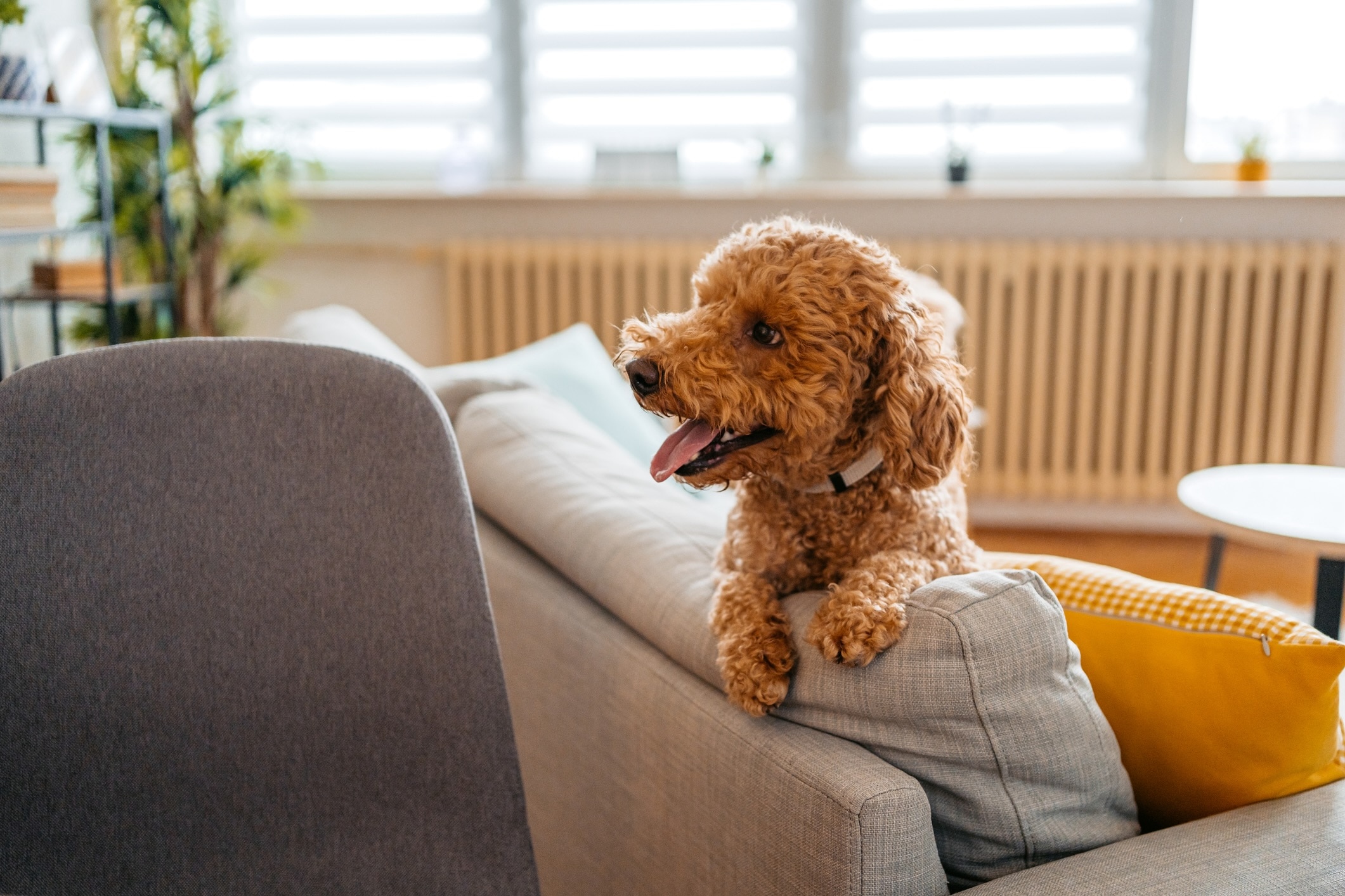 red labradoodle sitting on a couch