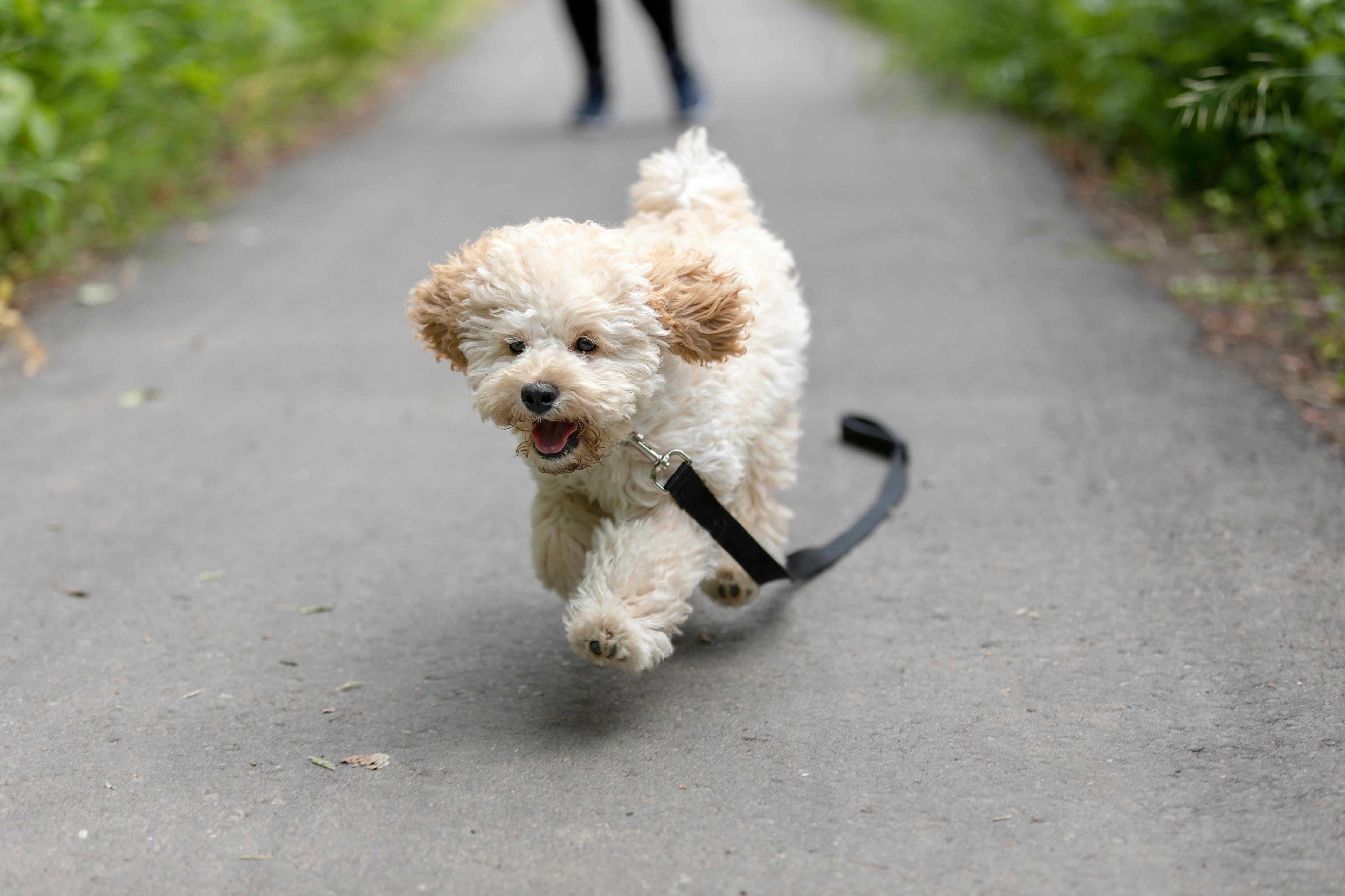 maltipoo dog running on a leash