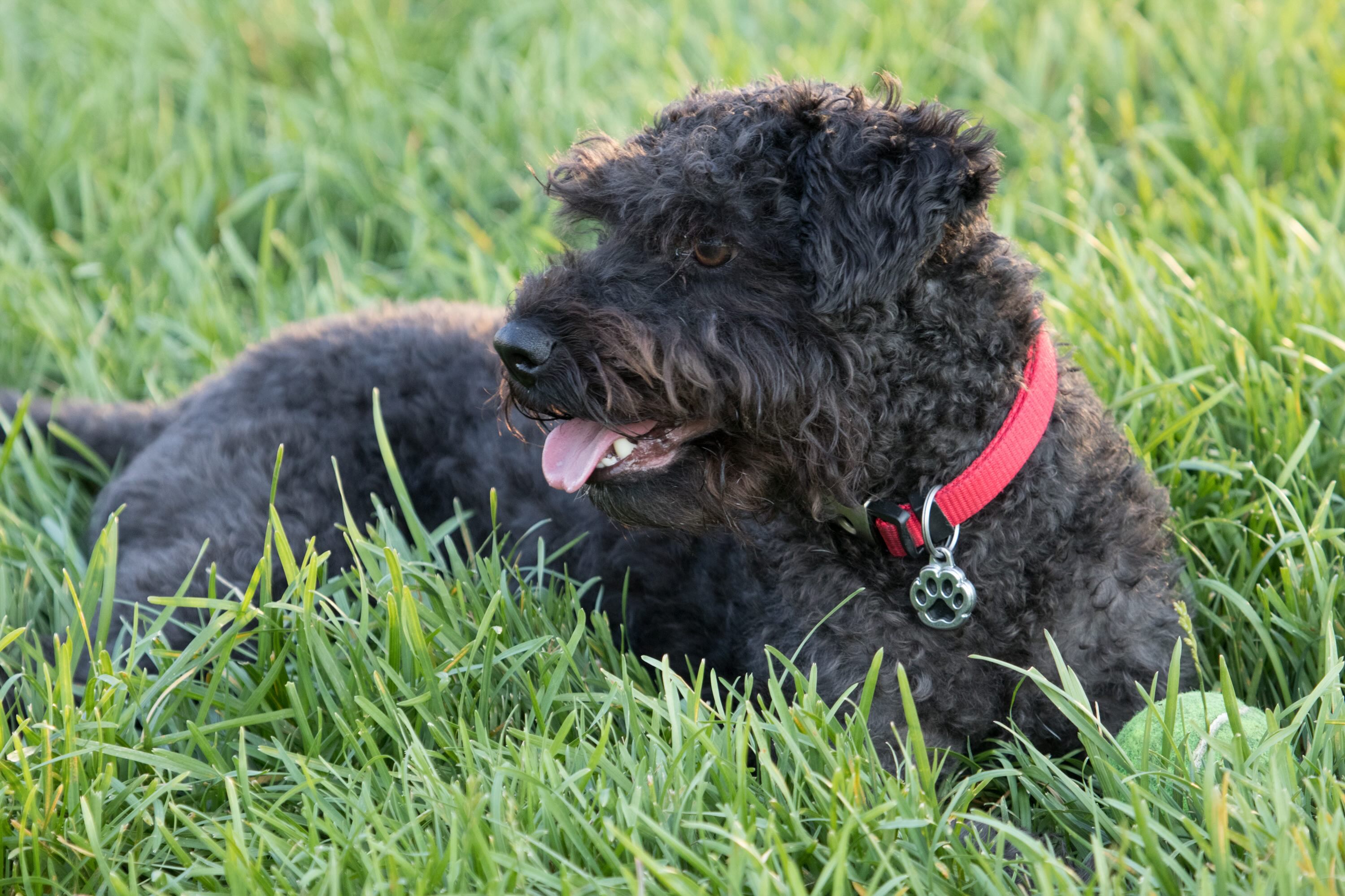 black miniature schnoodle dog lying in grass