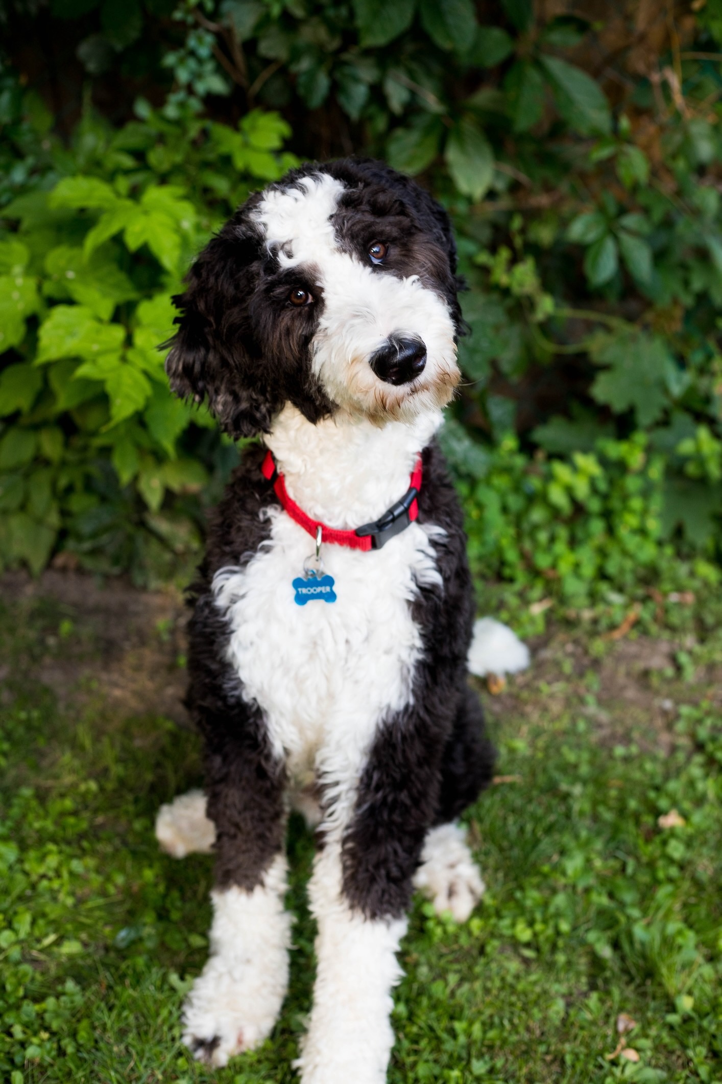 black and white sheepadoodle sitting with his head tilted at the camera