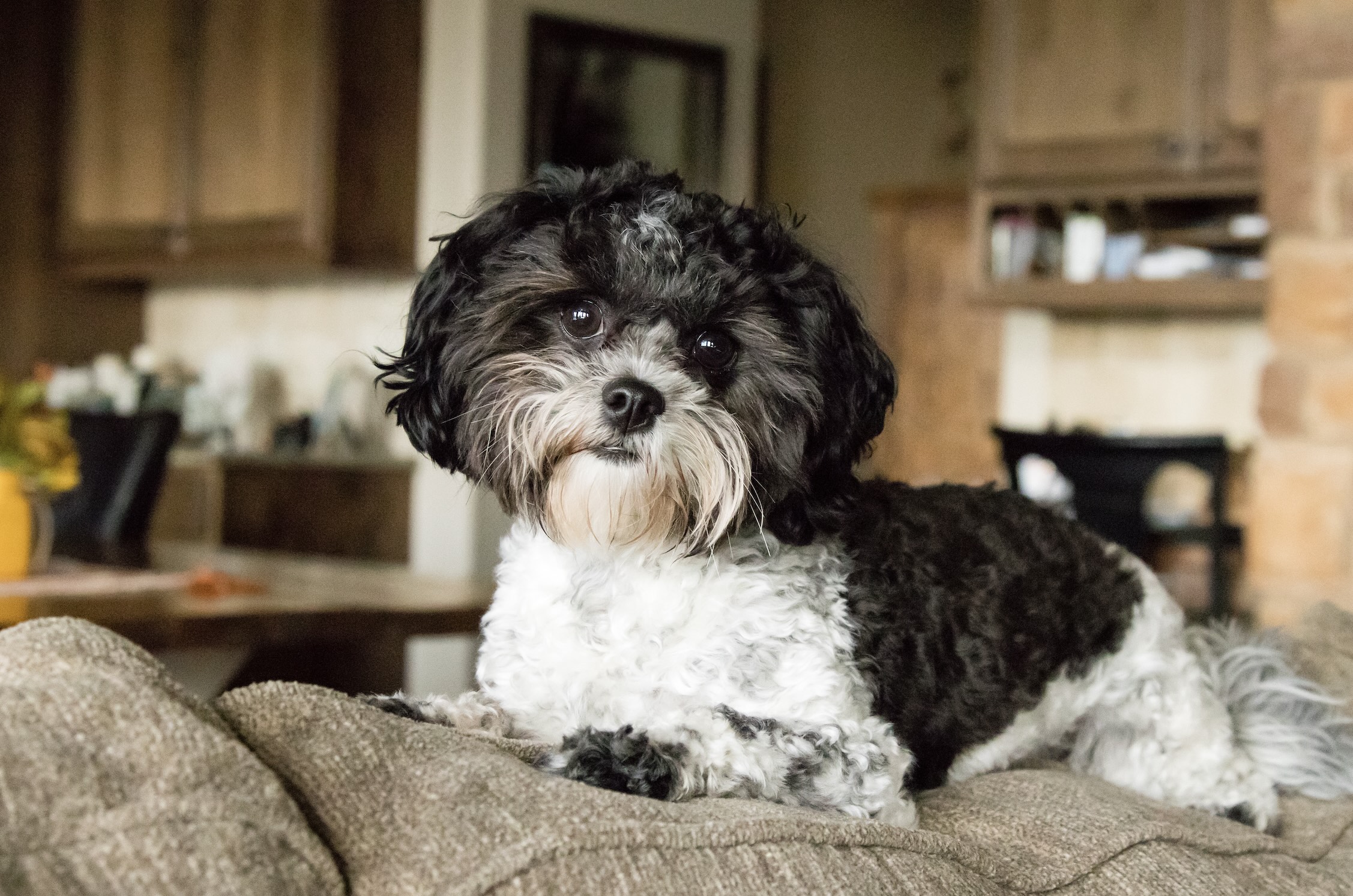 black and white shipoo dog lying on the back of a couch