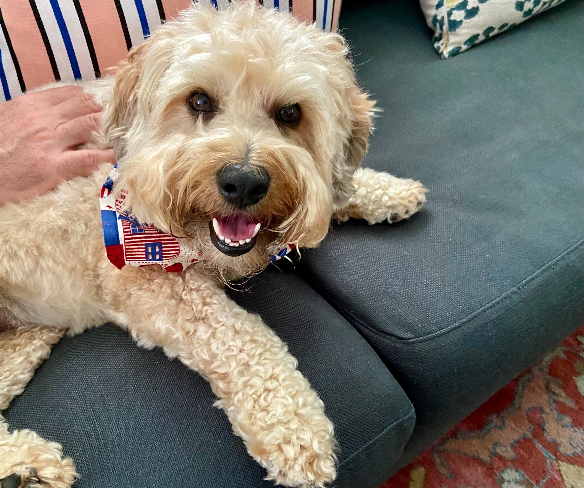 miniature whoodle dog lying on patio furniture and looking up, wearing a red white and blue bandana