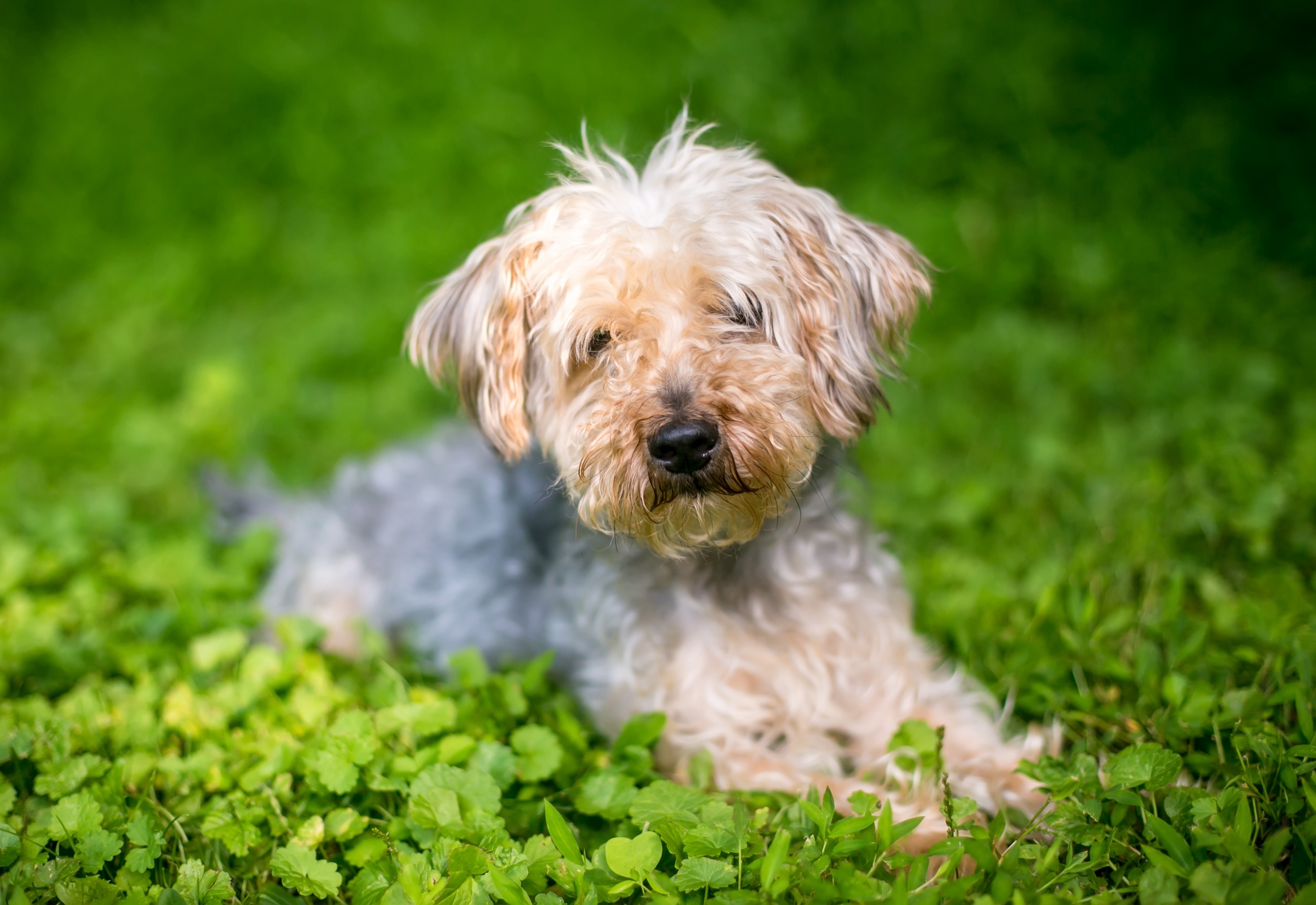 curly-coated yorkiepoo sitting in grass