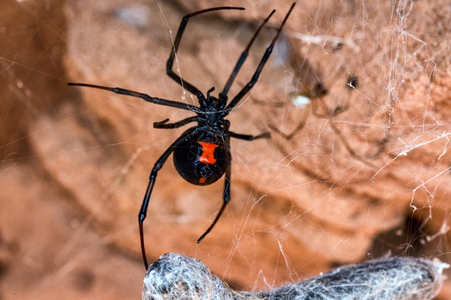 black widow spider