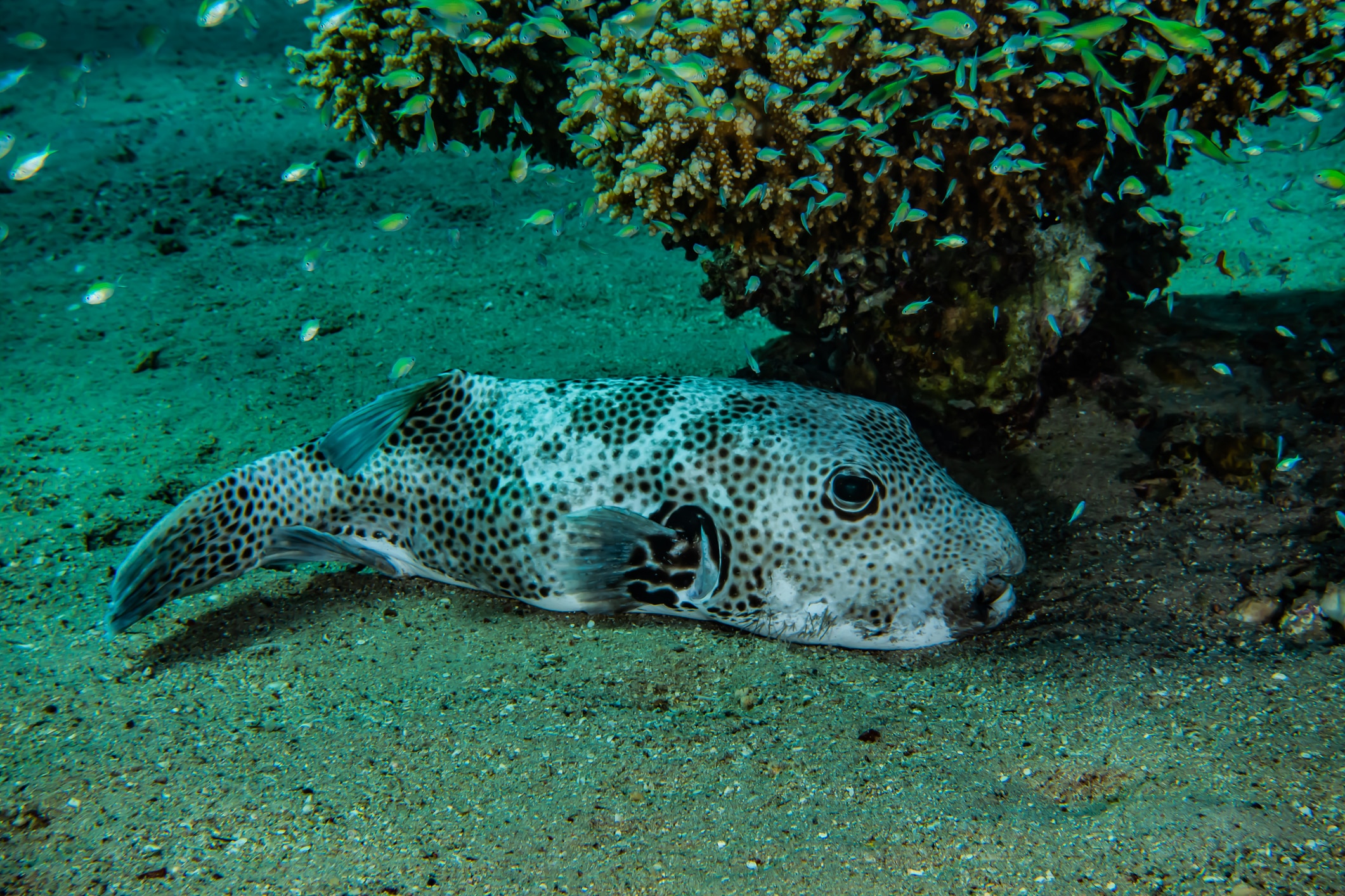 Dragon puffer fish