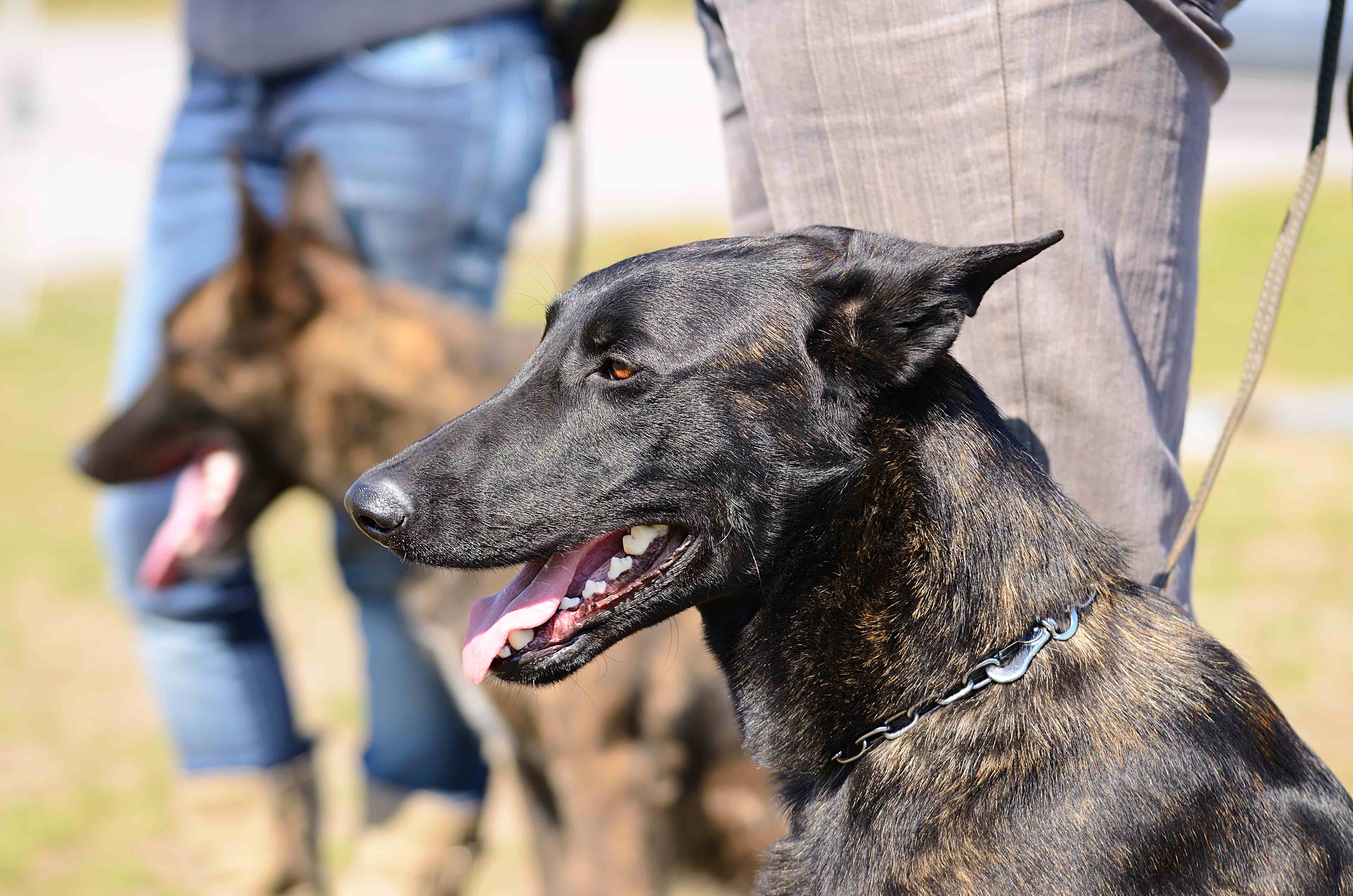 Dutch Shepherd Dog Breed Health and Care PetMD