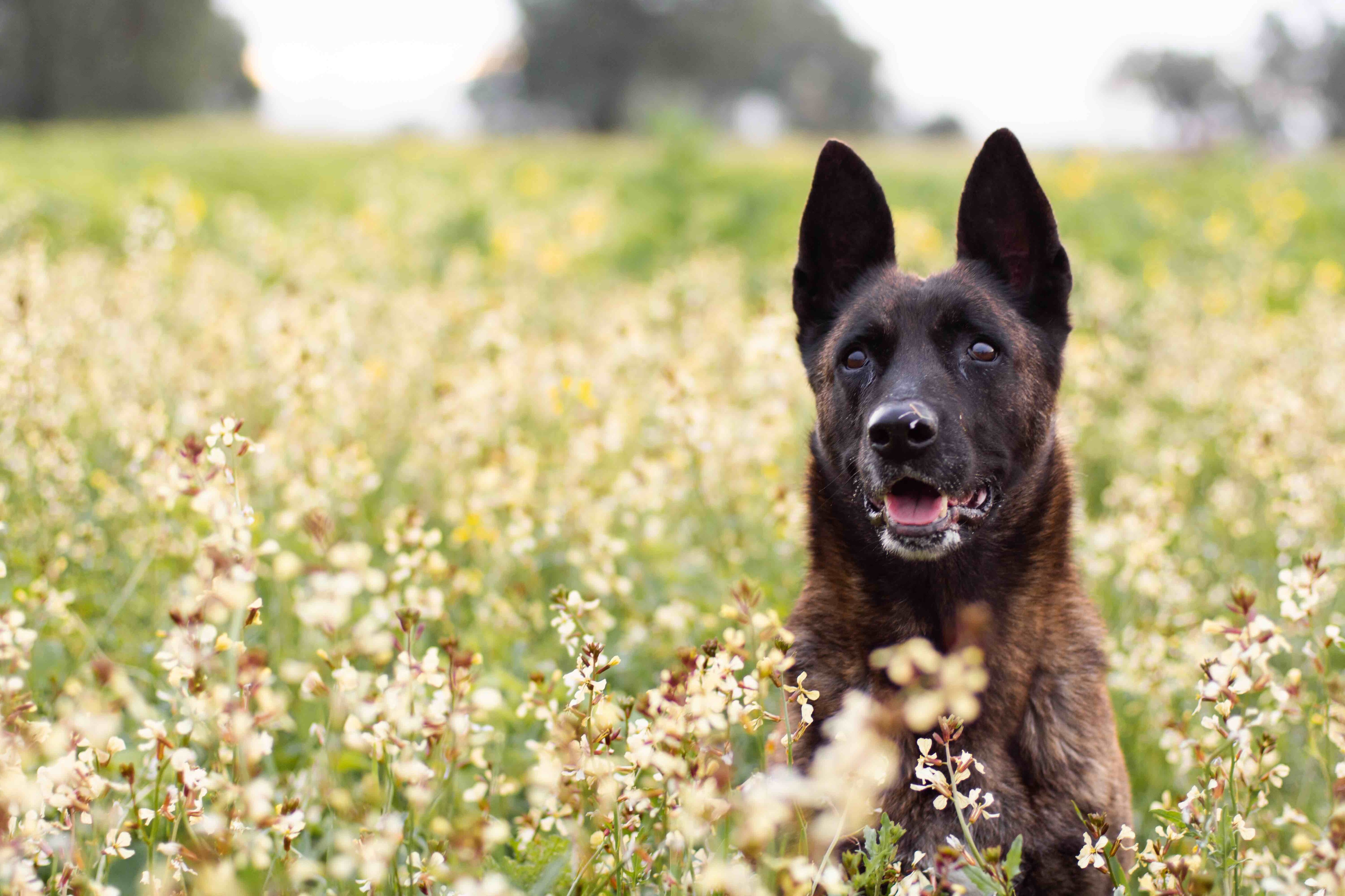 Best food for dutch shepherd best sale