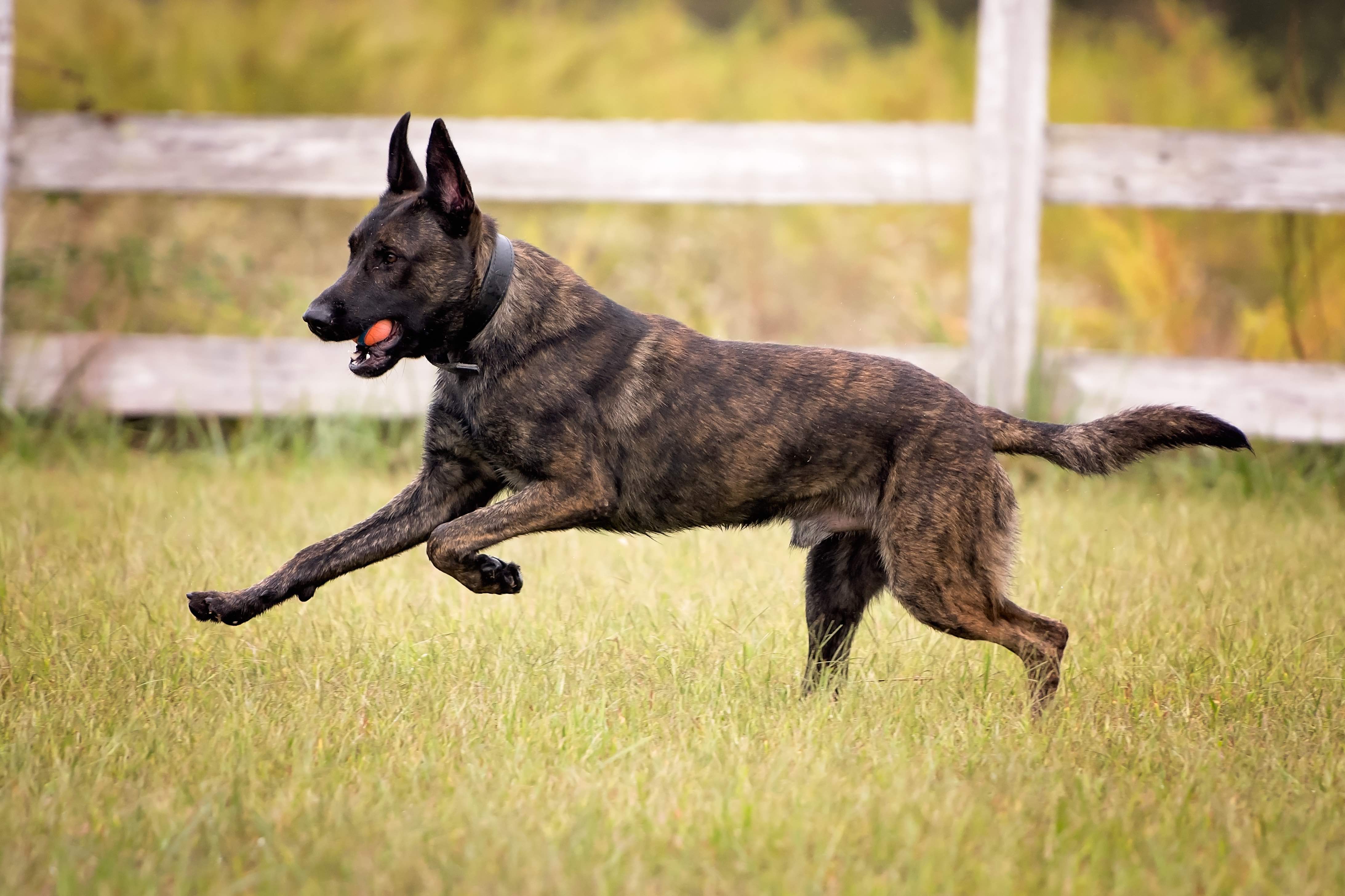 brindle dutch shepherd running with a ball in his mouth